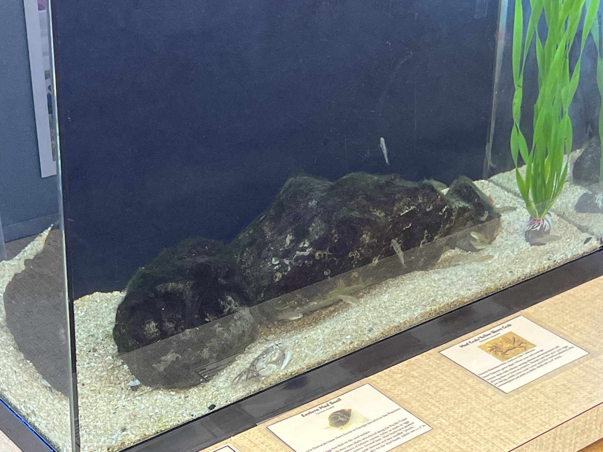 另一个鱼缸也是螃蟹和鱼混养