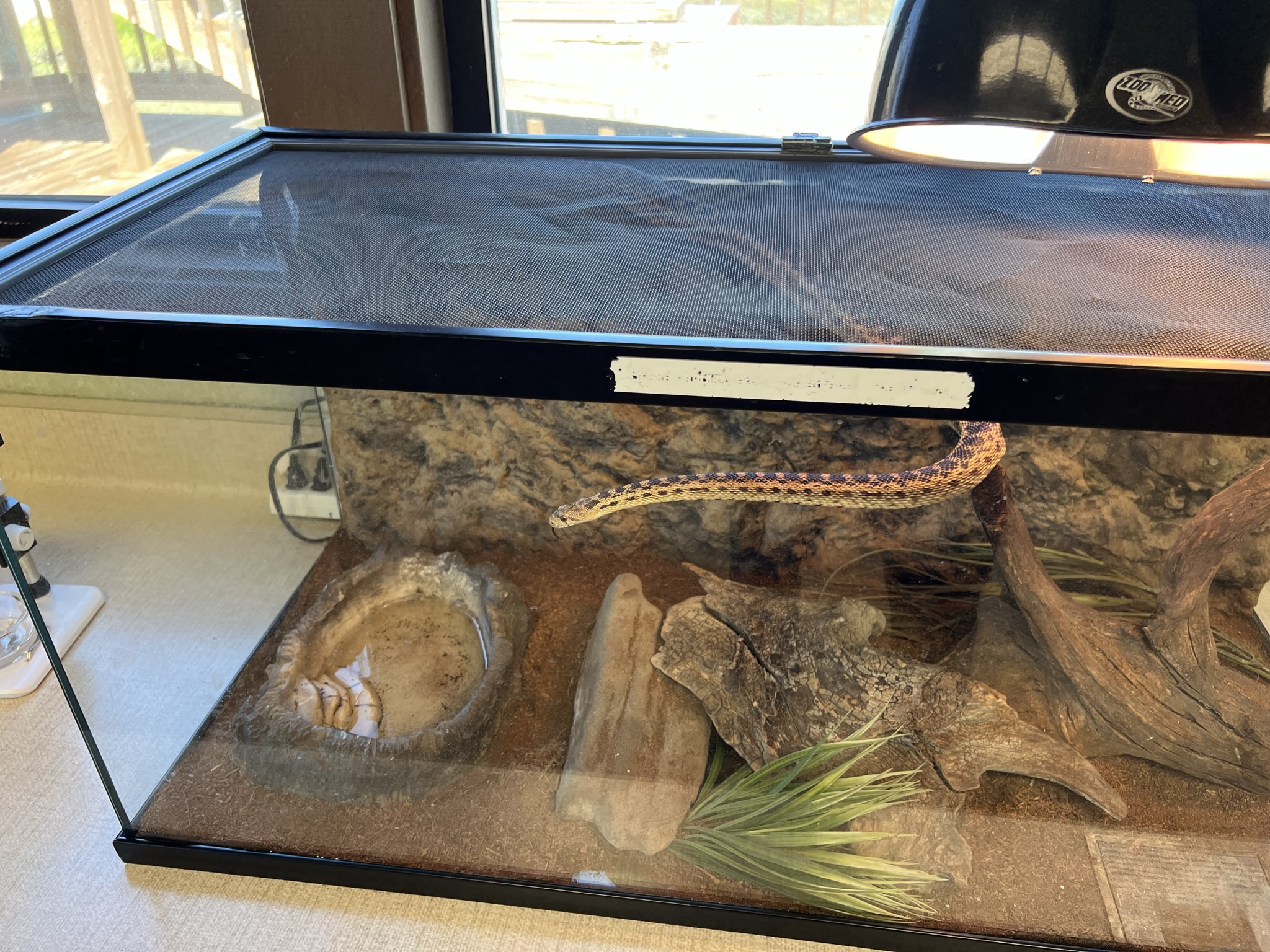 一条不怕人的 Gopher Snake，管理员小姐还把它拿出来让我摸了摸