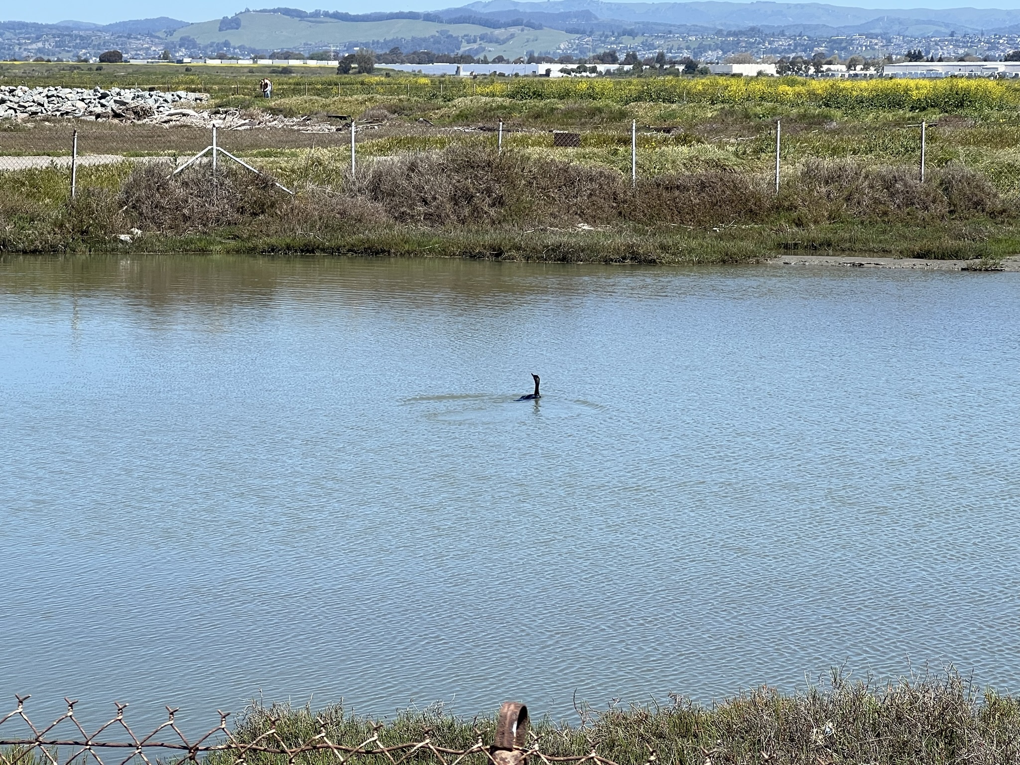 潜水的某种水鸟