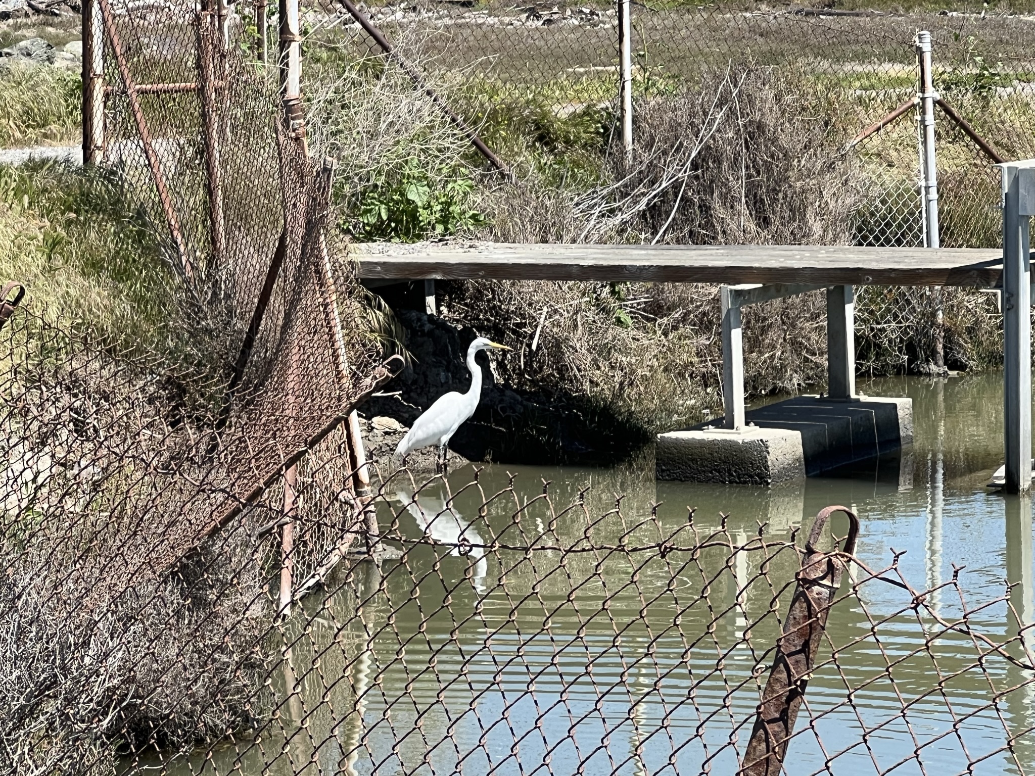 还是刚才那个白鹭