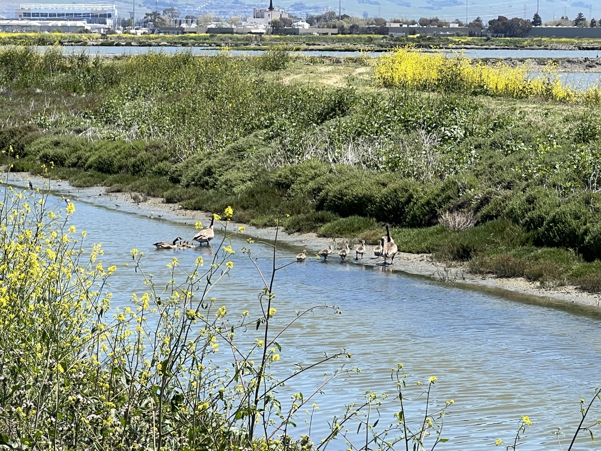 两个加拿大鹅家庭带崽