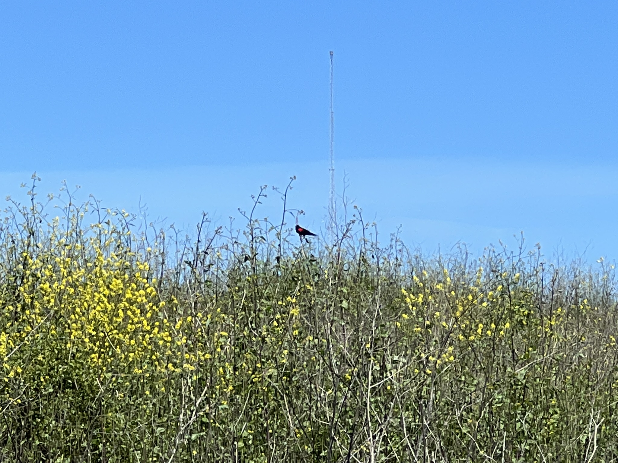 不知道是什么鸟，翅膀上有一大块红色的斑点