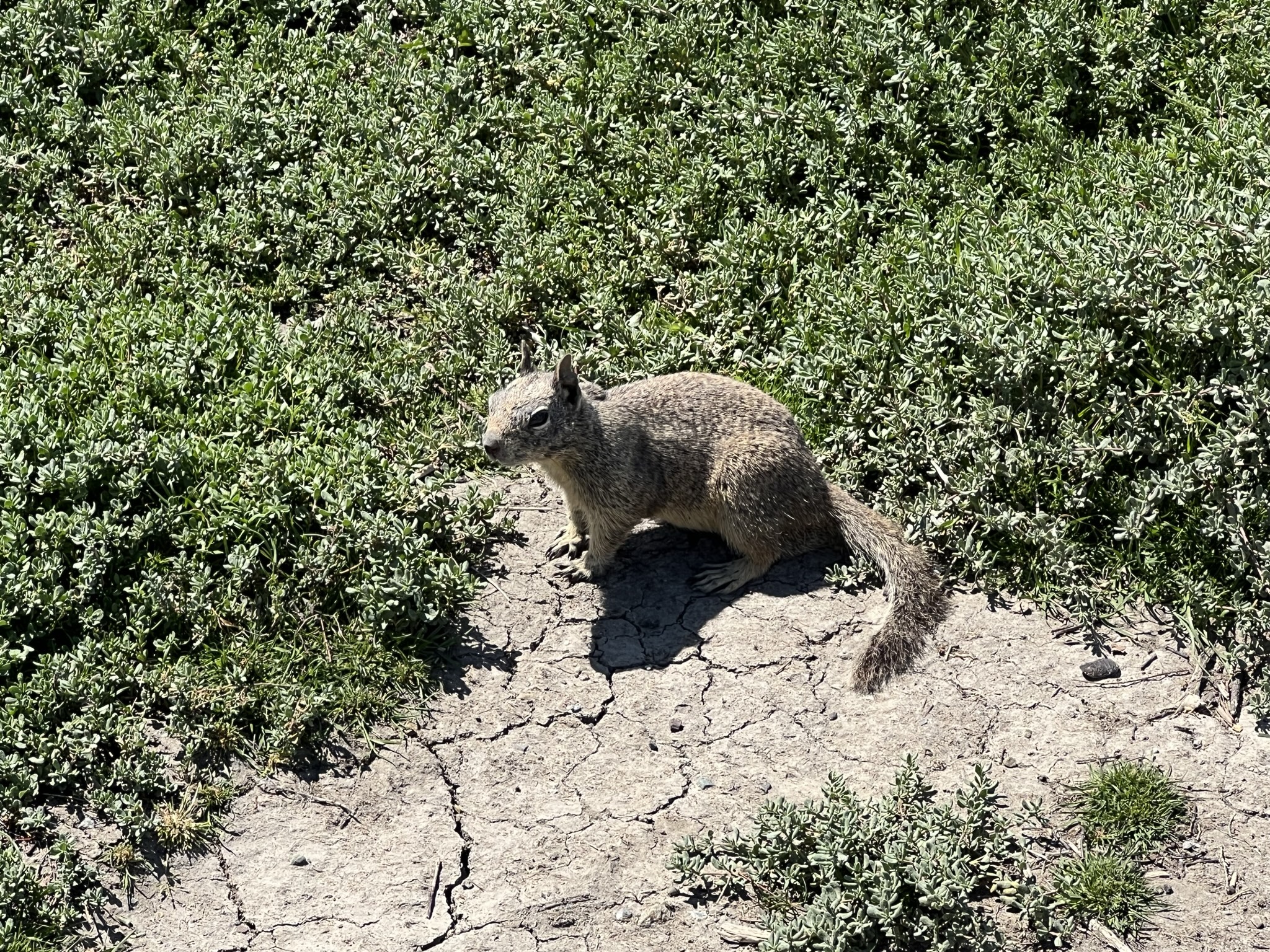 一个不怕人的松鼠