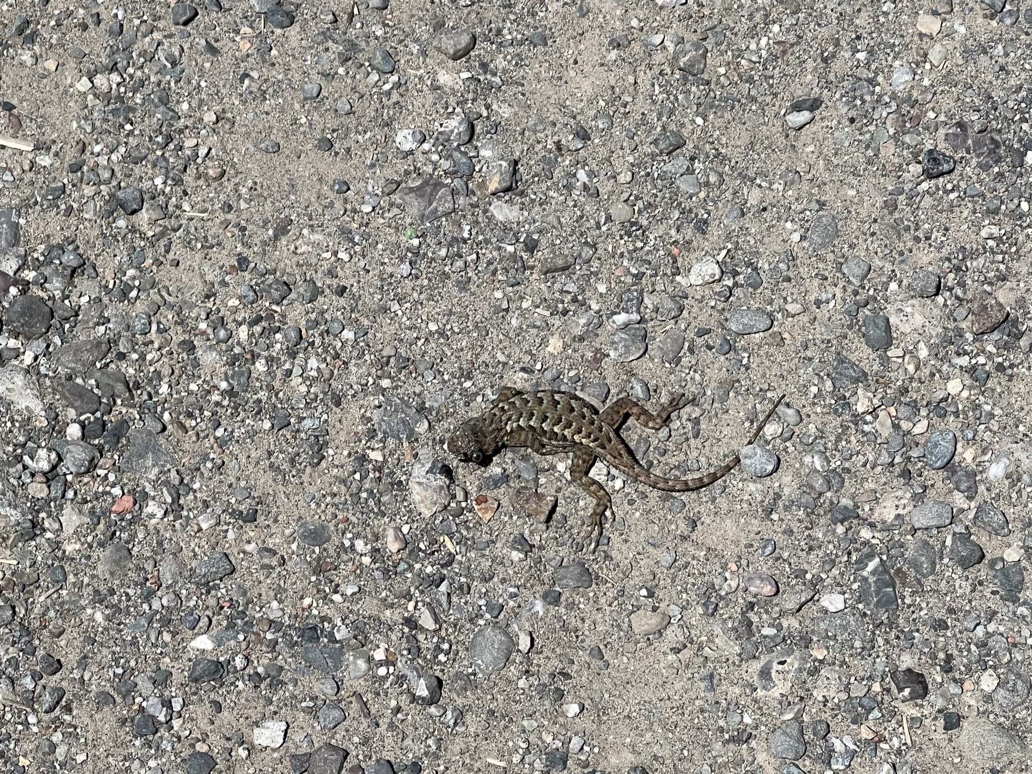 不知道是死掉的四脚蛇还是四脚蛇蜕的皮