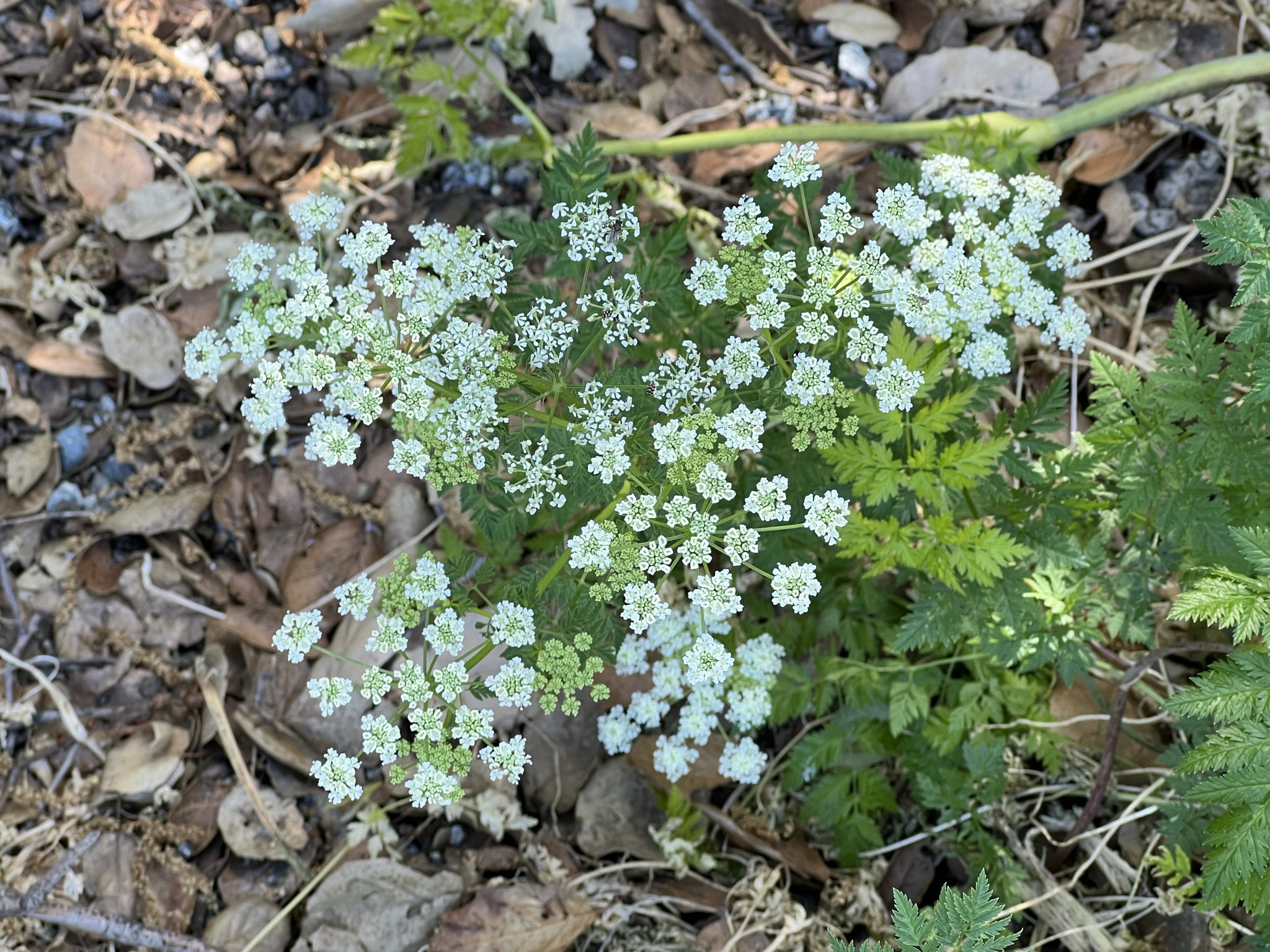 繁星白花像雪花