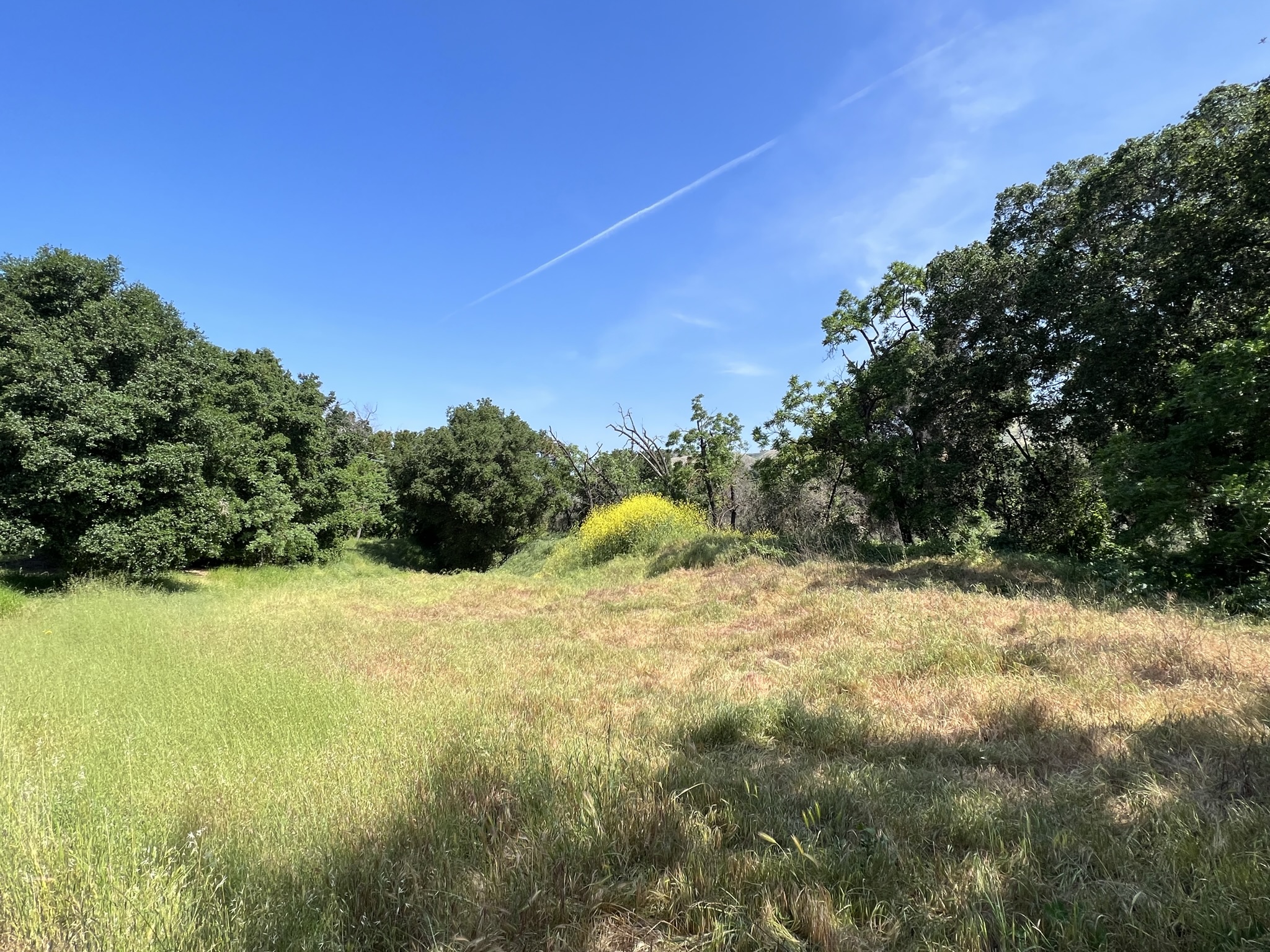 万绿从中一点黄