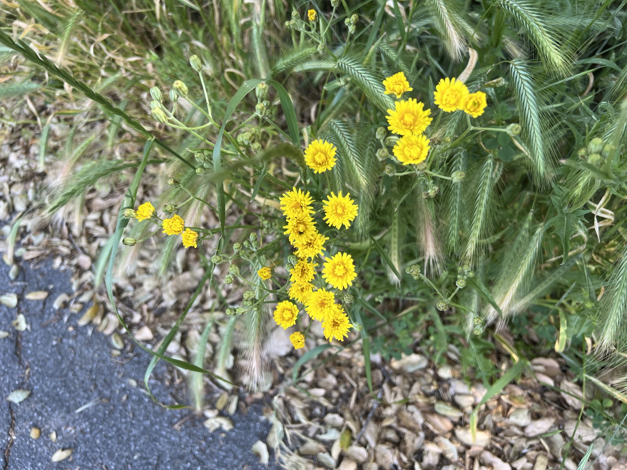 总感觉这个菊花和下面这个菊花有点不一样
