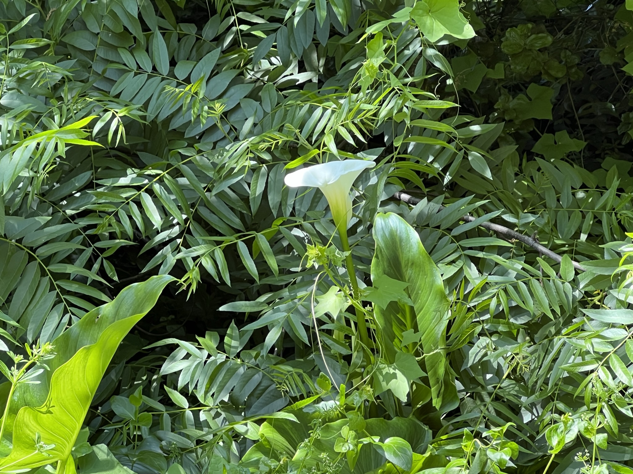大白花，是马蹄莲吗？