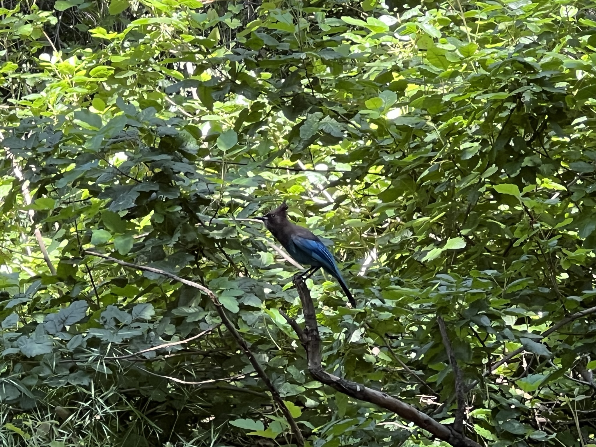 很不容易的拍到了这个黑头发的鸟