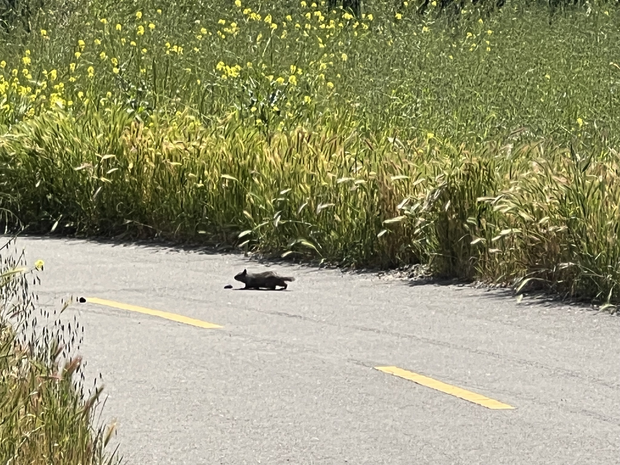 一个松鼠看着路上的耙耙