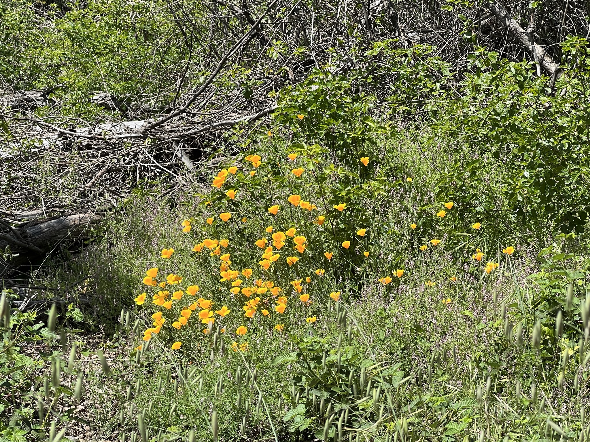 黄色的野花开满山坡