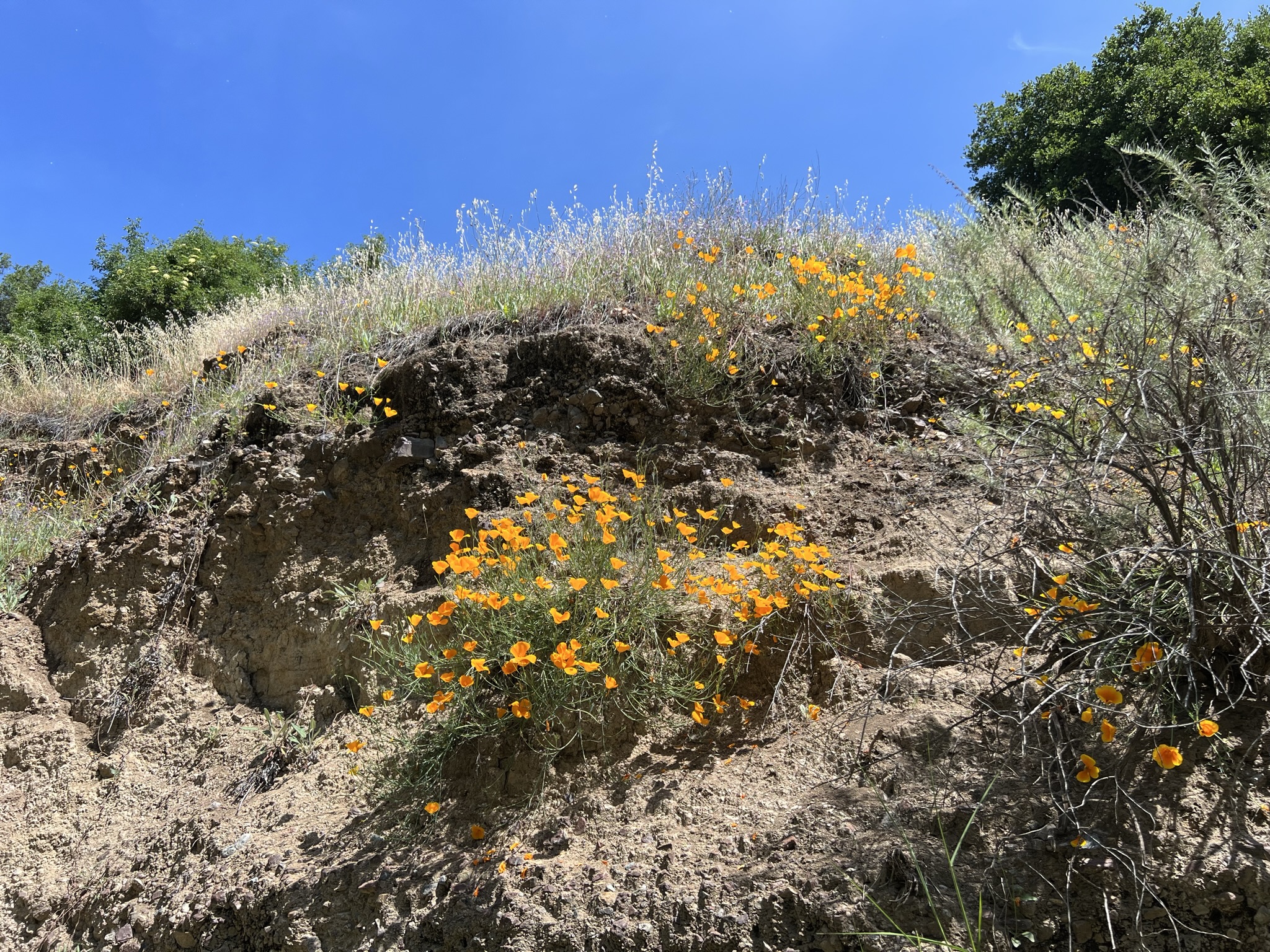 路边黄色的野花