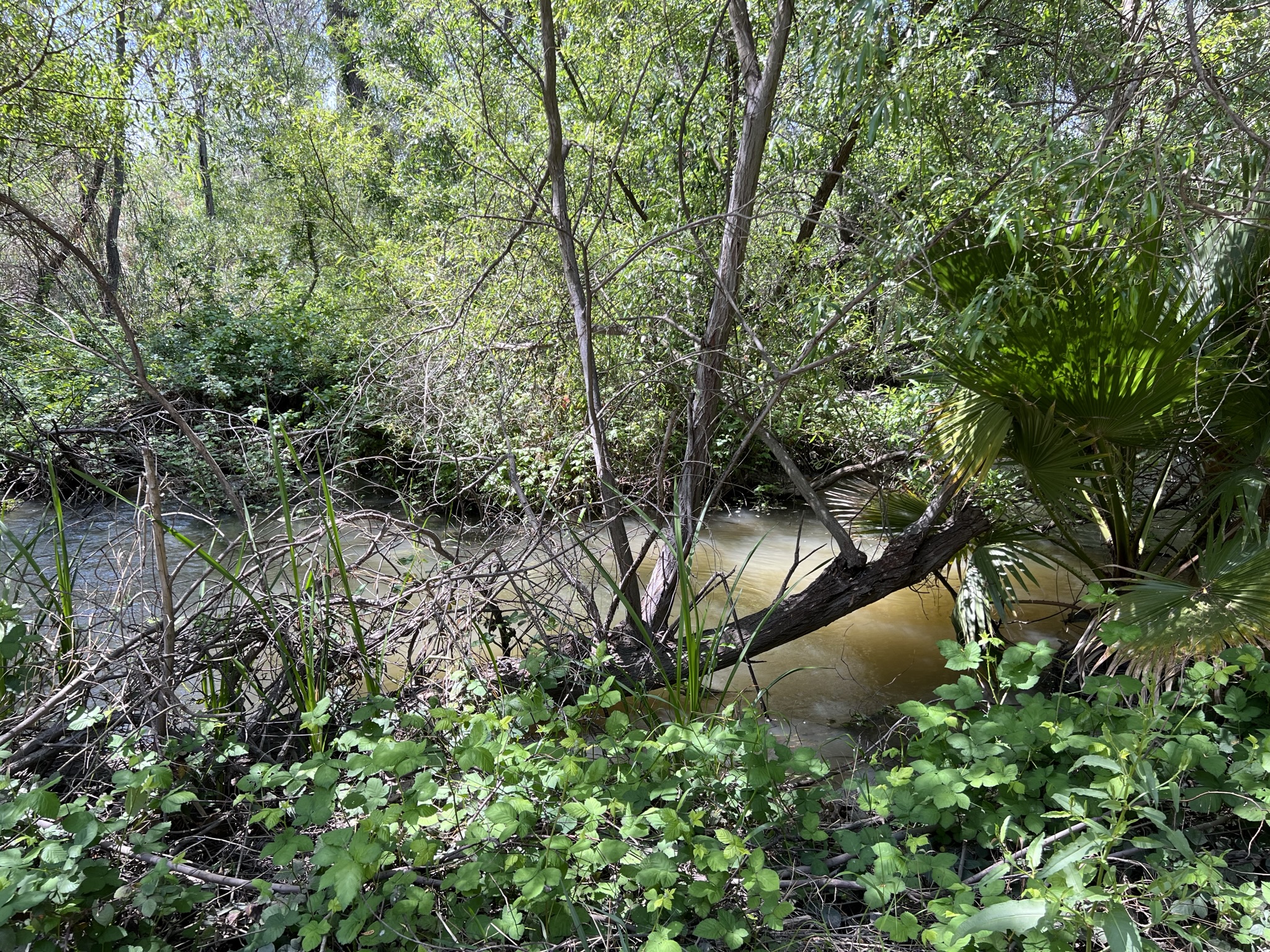 水就在步道旁，好近