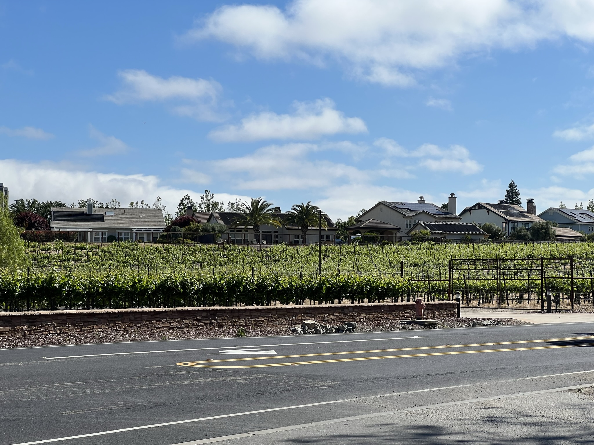 葡萄园的葡萄树