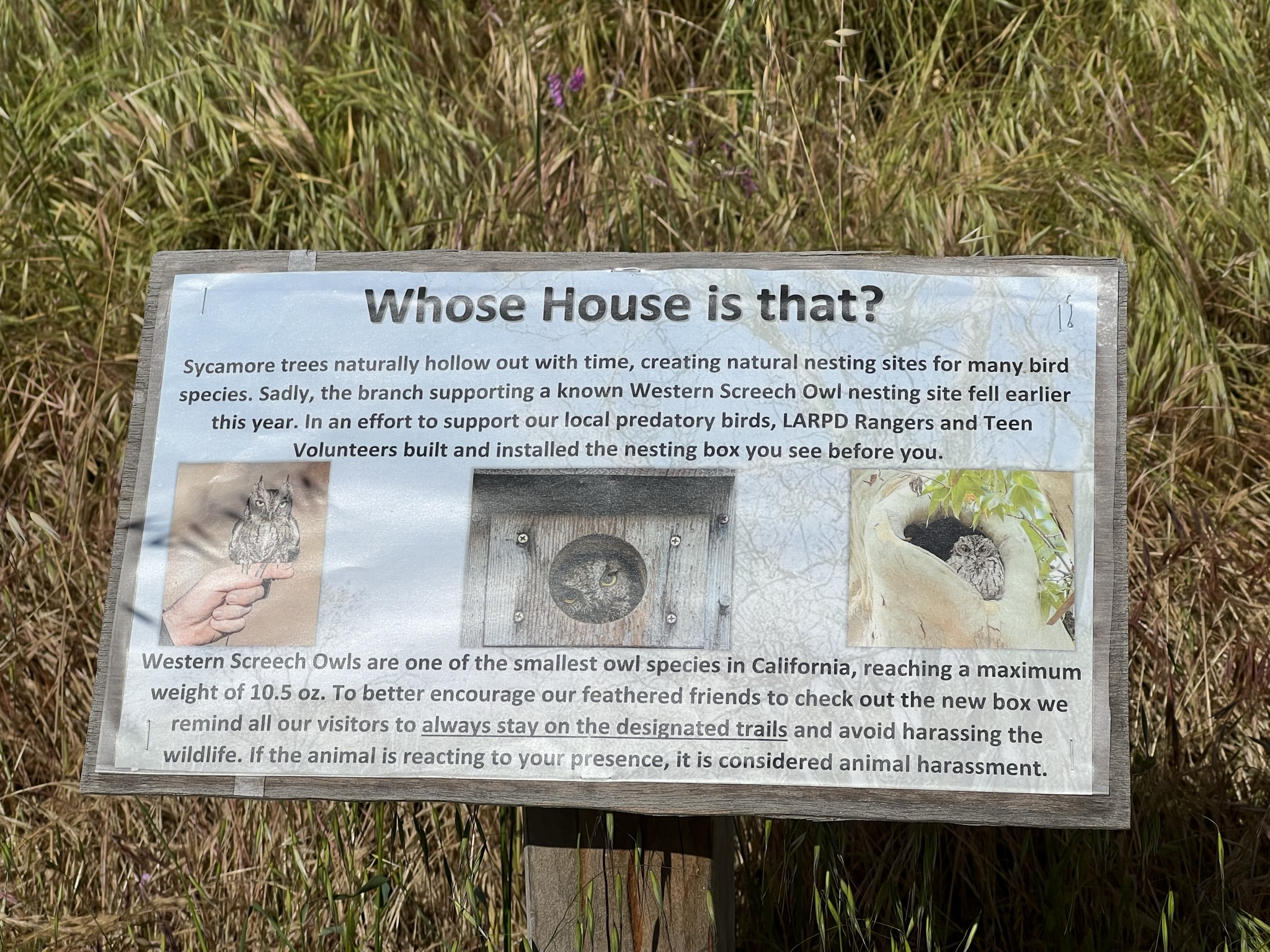 这个是猫头鹰的家，小型猫头鹰