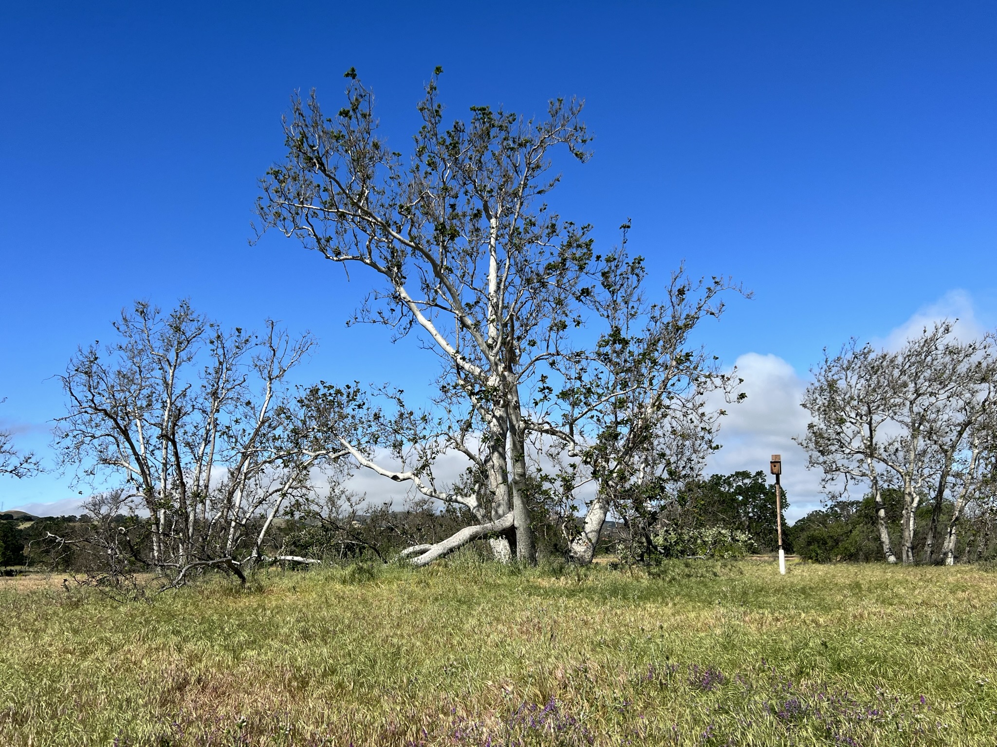 旁边那棵树是猫头鹰原来的家，但是树枝已经倒塌了