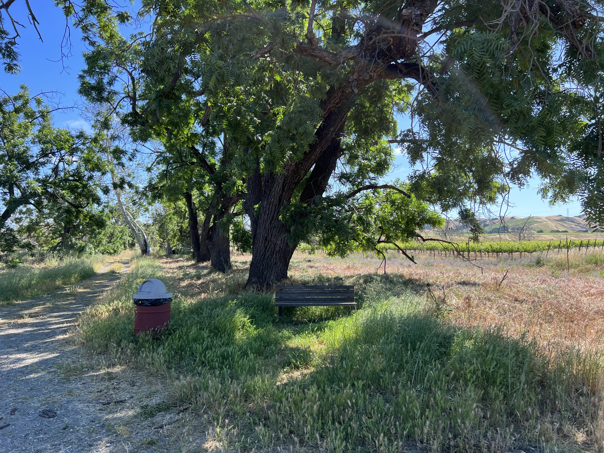 椅子旁边都长了草