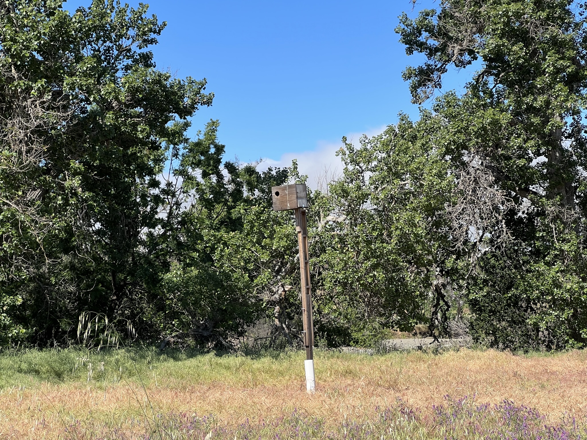 又一个人造鸟巢