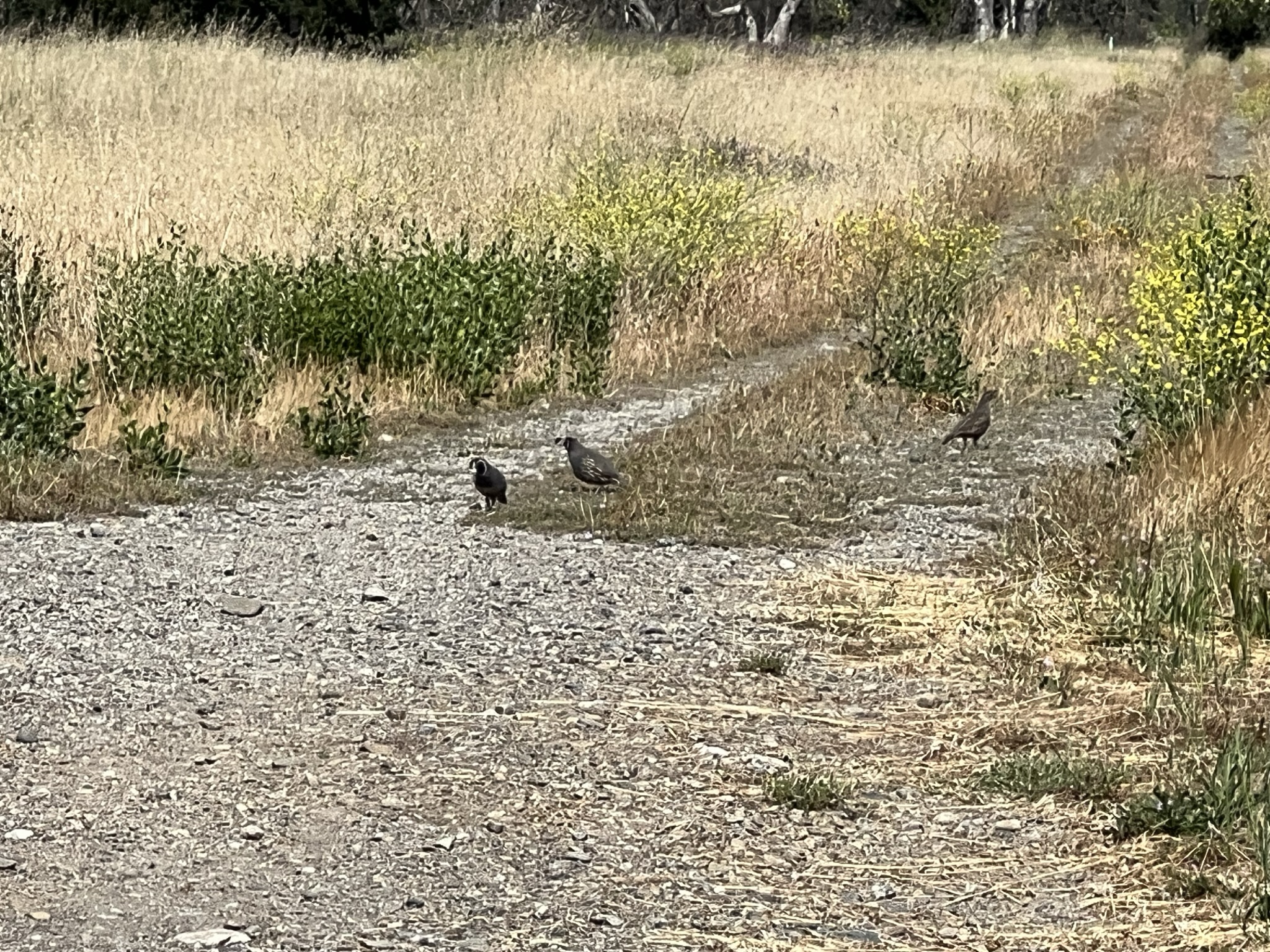 美国的鹌鹑（Quail）