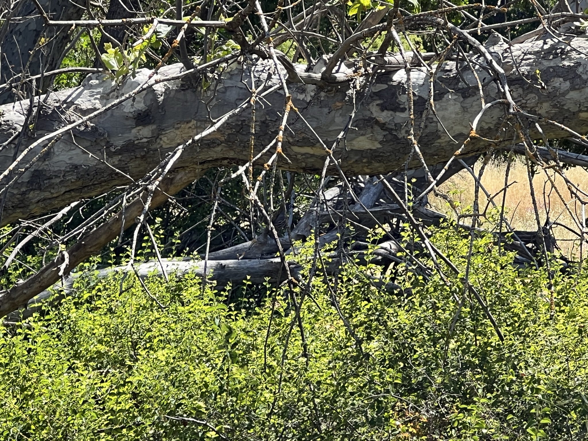 树后又是一个鹌鹑