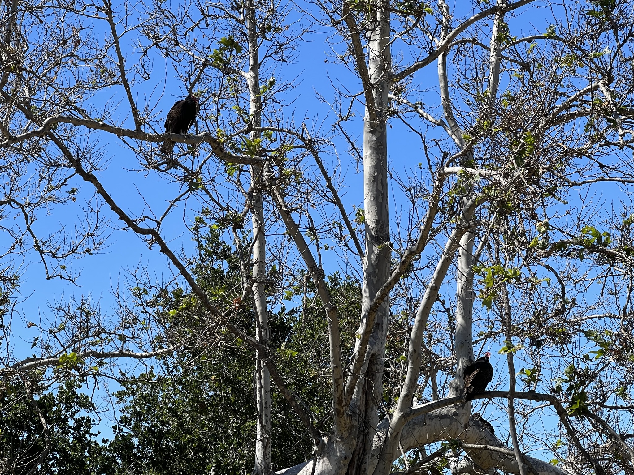 红头美洲鹫（Turkey Vulture），直接翻译过来就是火鸡秃鹰，图片里一共有三只