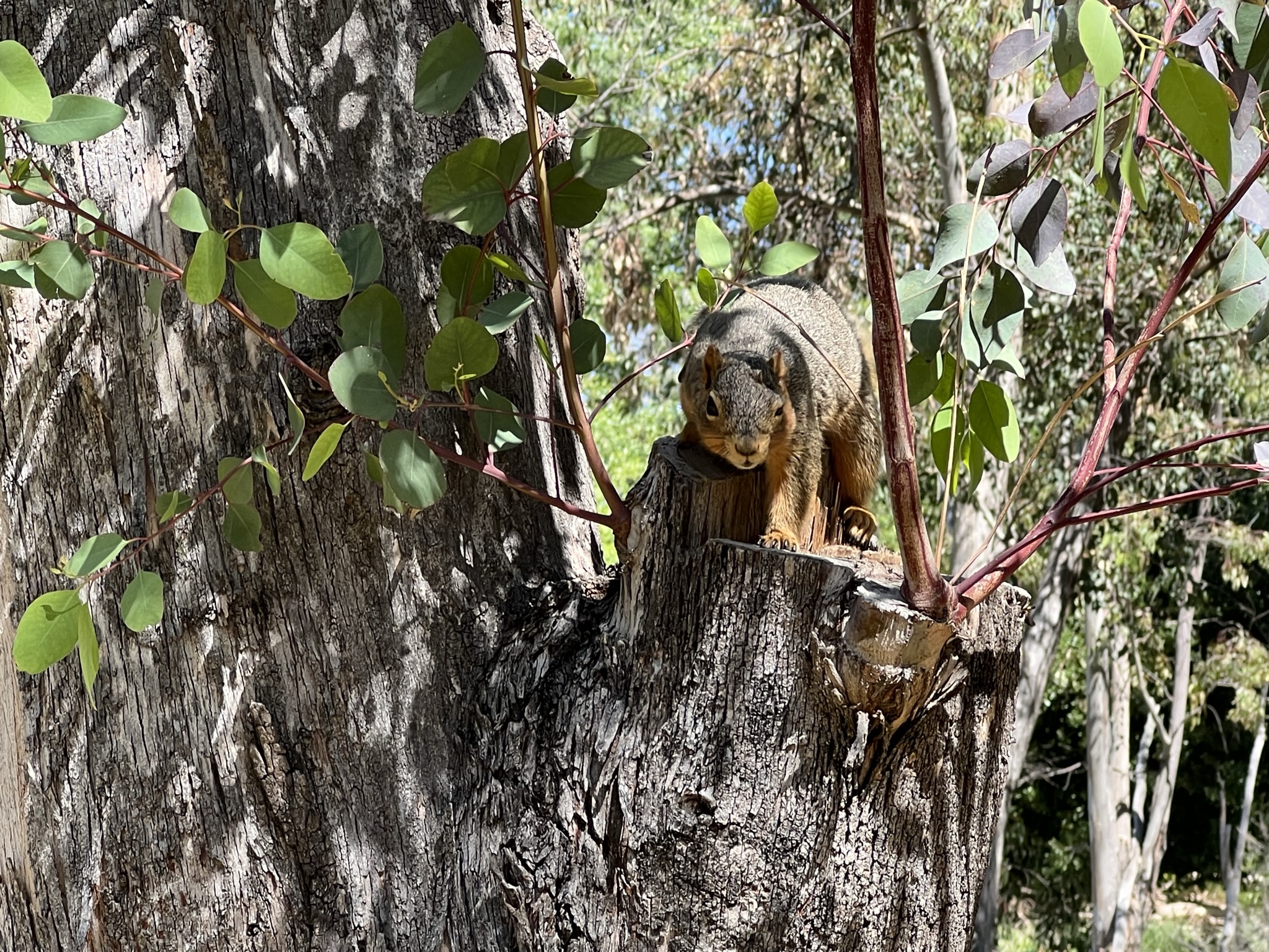 惹到了一个松鼠，他很生气