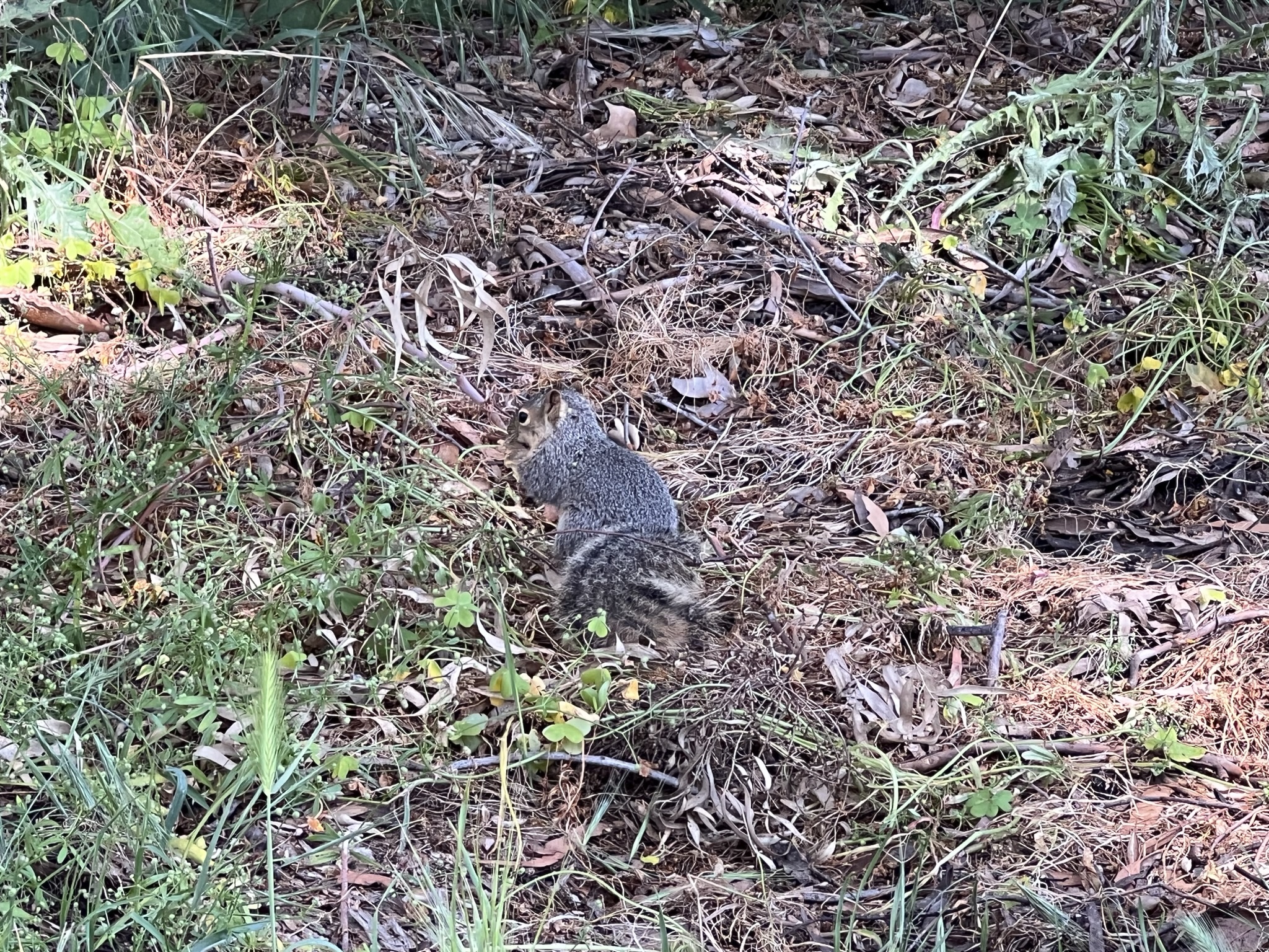 一个地松鼠在找吃的