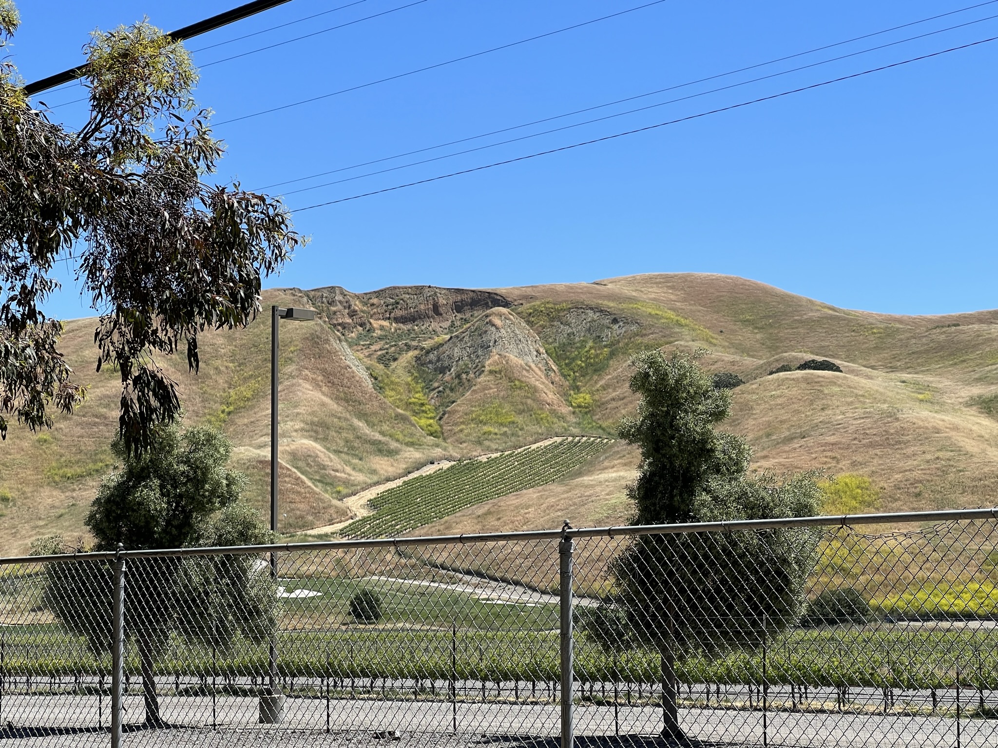 山坡上的葡萄园