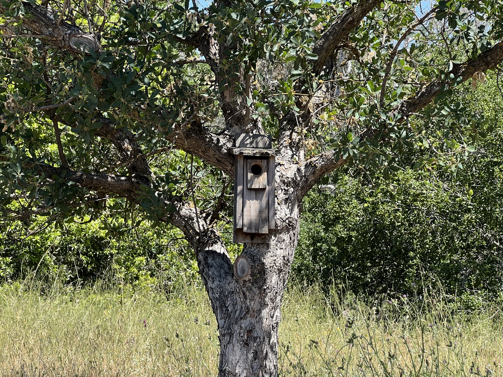 这个房子里有鸟叫声