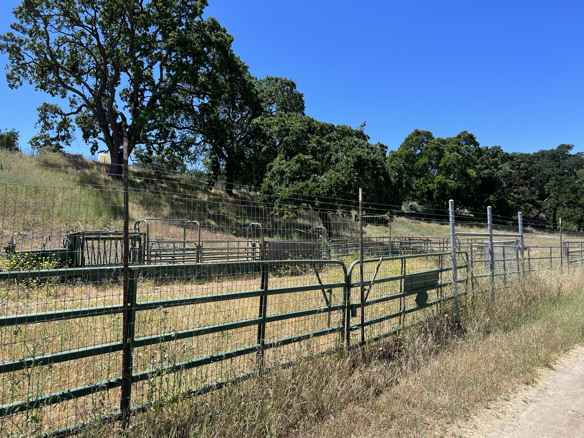 这里肯定有养牛