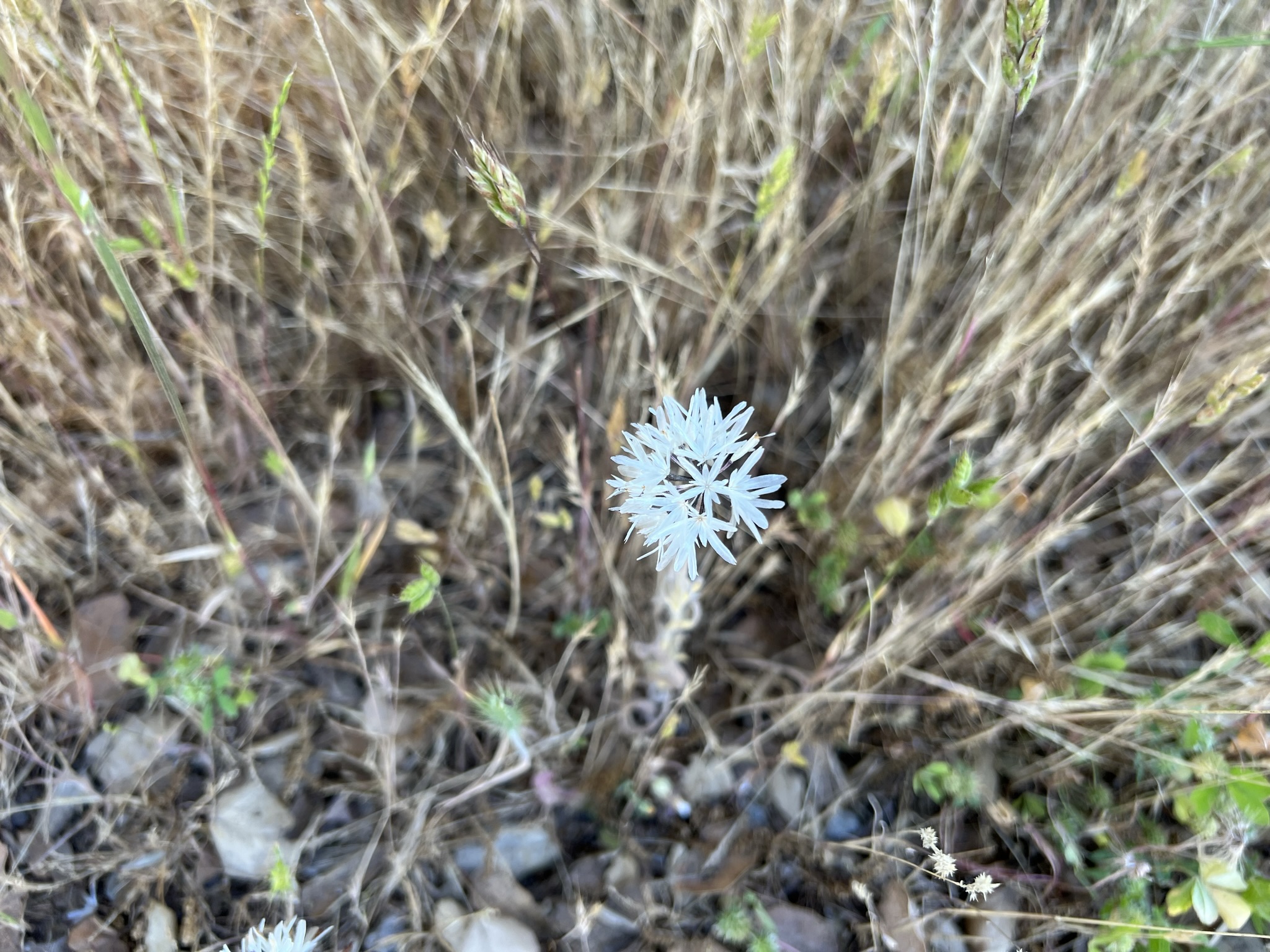 类似蒲公英的花，风一吹也能像蒲公英一样飞起来