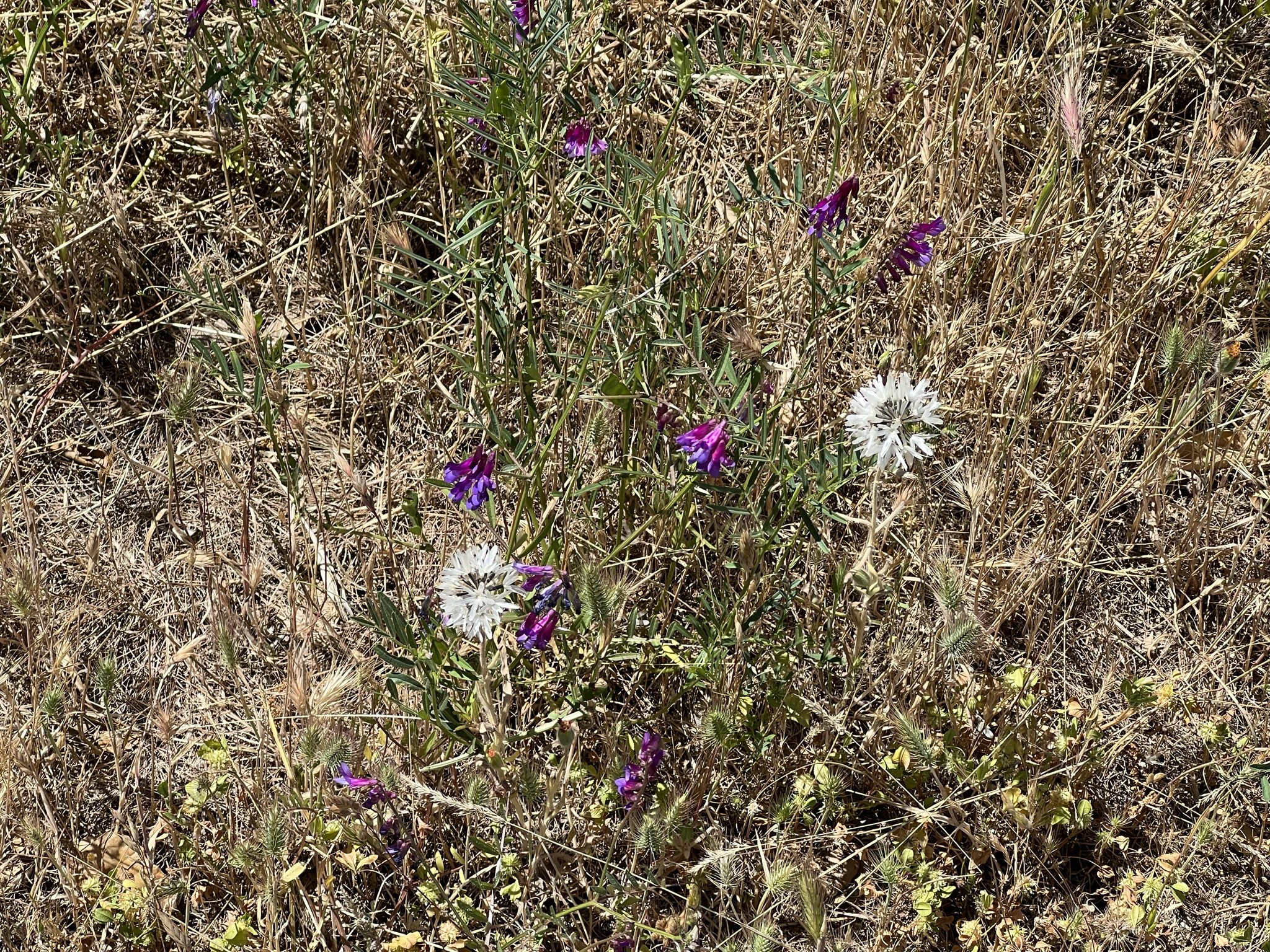 类似蒲公英的花