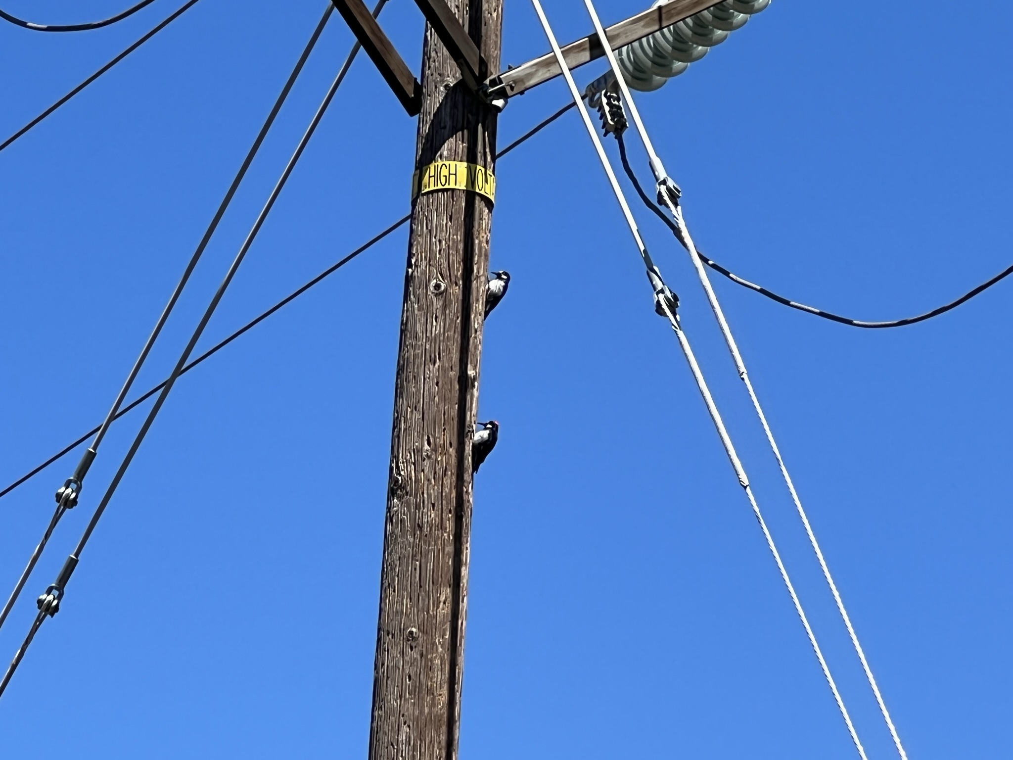 两只啄木鸟共振