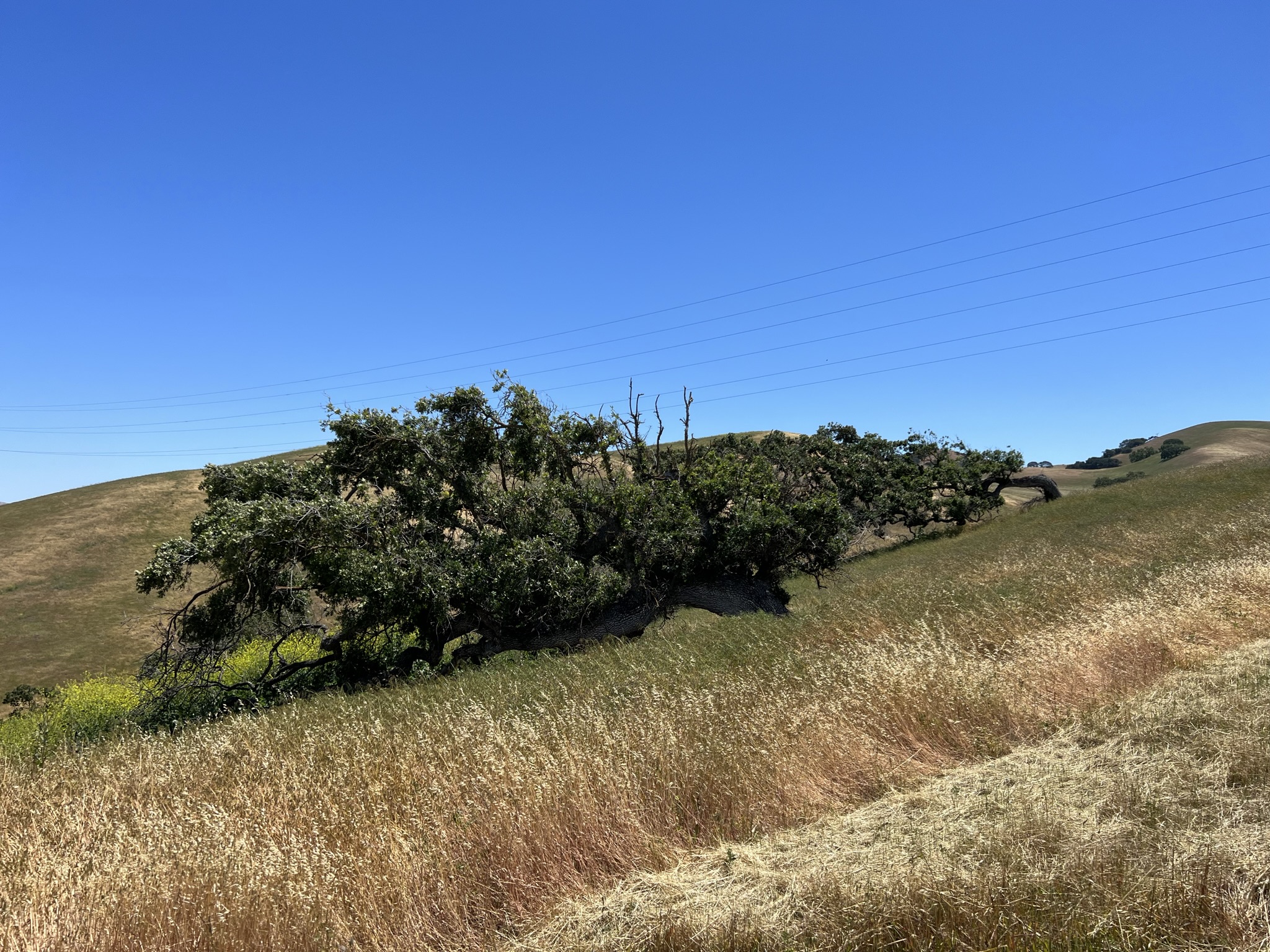 在山上的树，都被大风挂歪了，再坚忍的人，也不得不折腰吗？