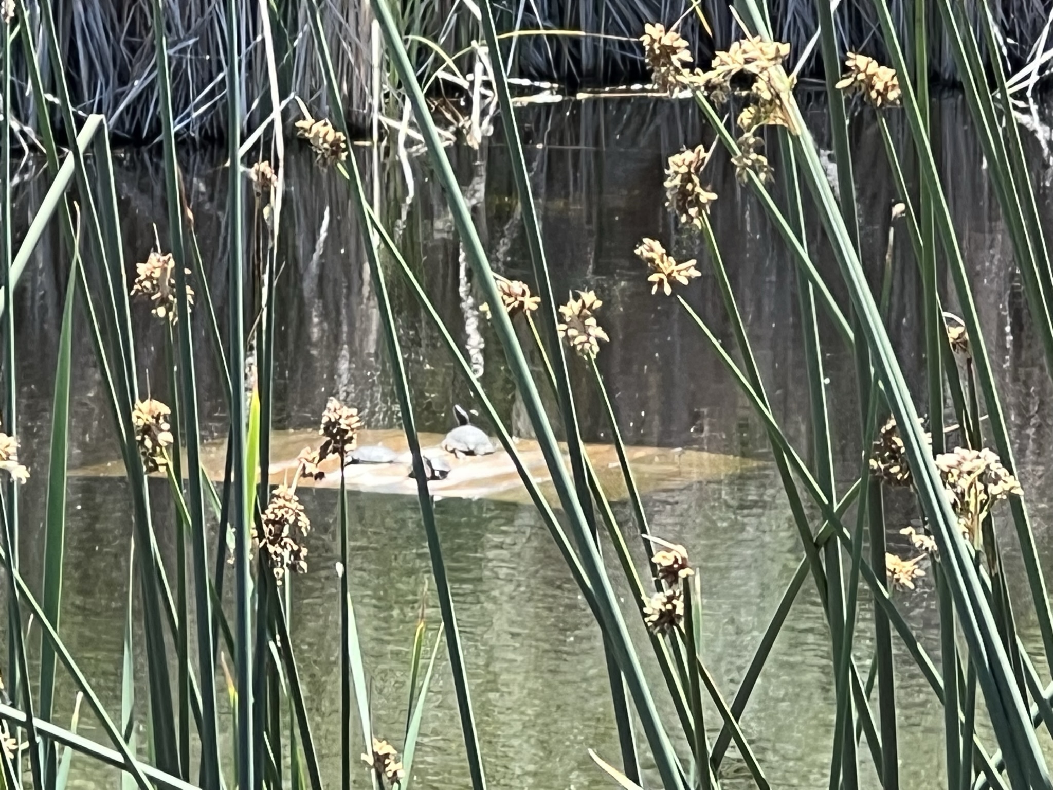 看不清楚是乌龟还是甲鱼