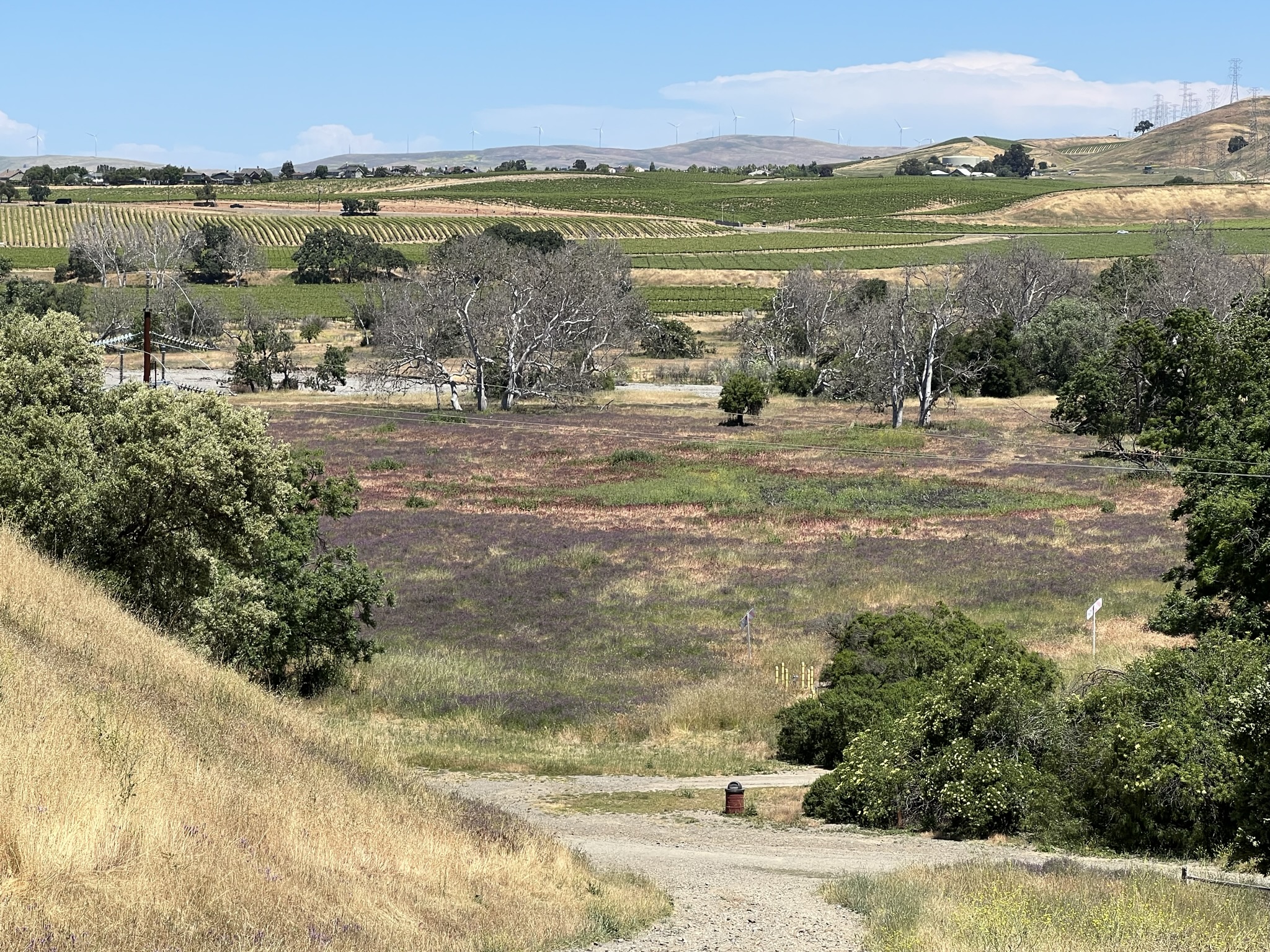 曾经发生过野火