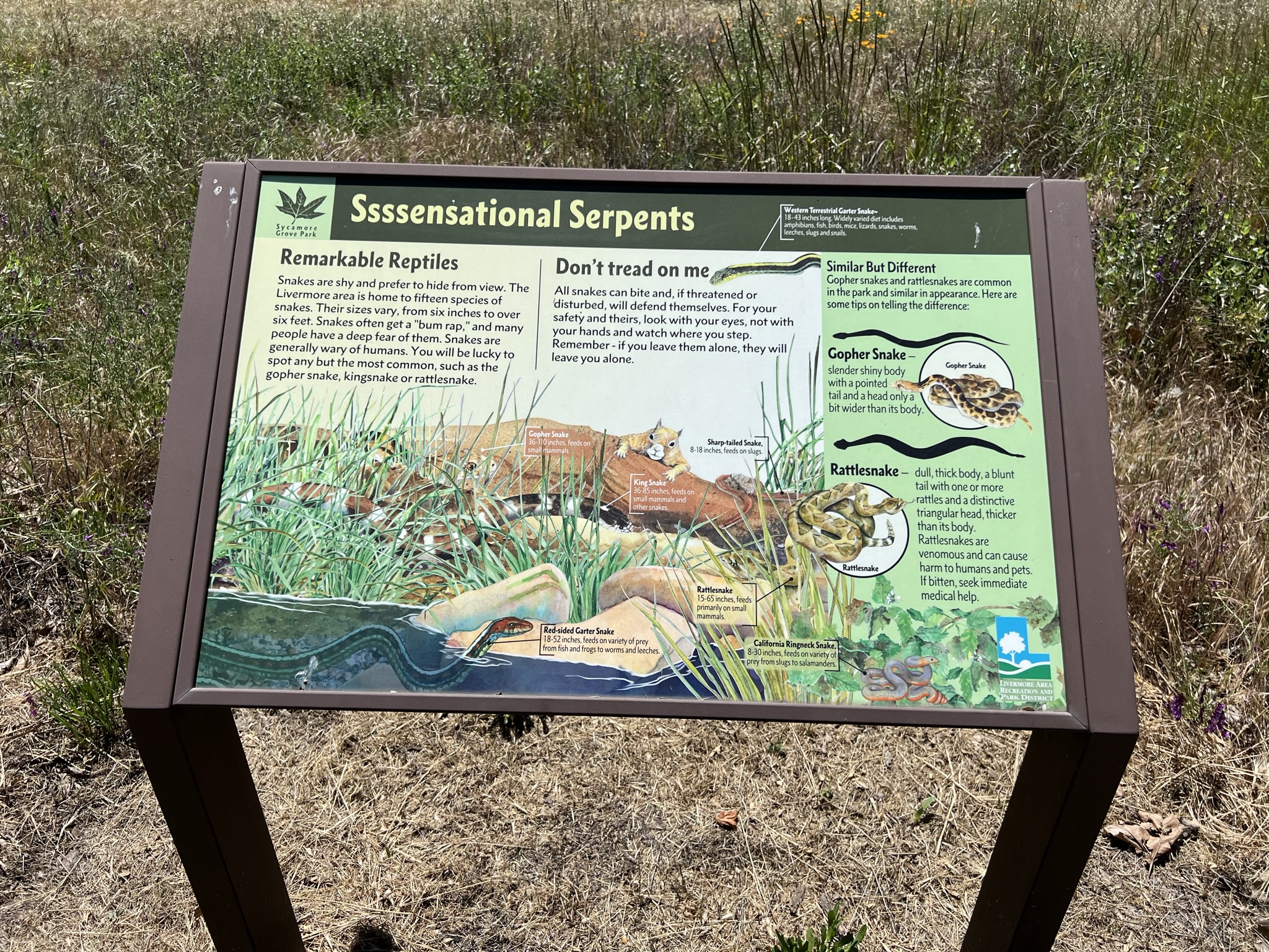 公园里的各种蛇