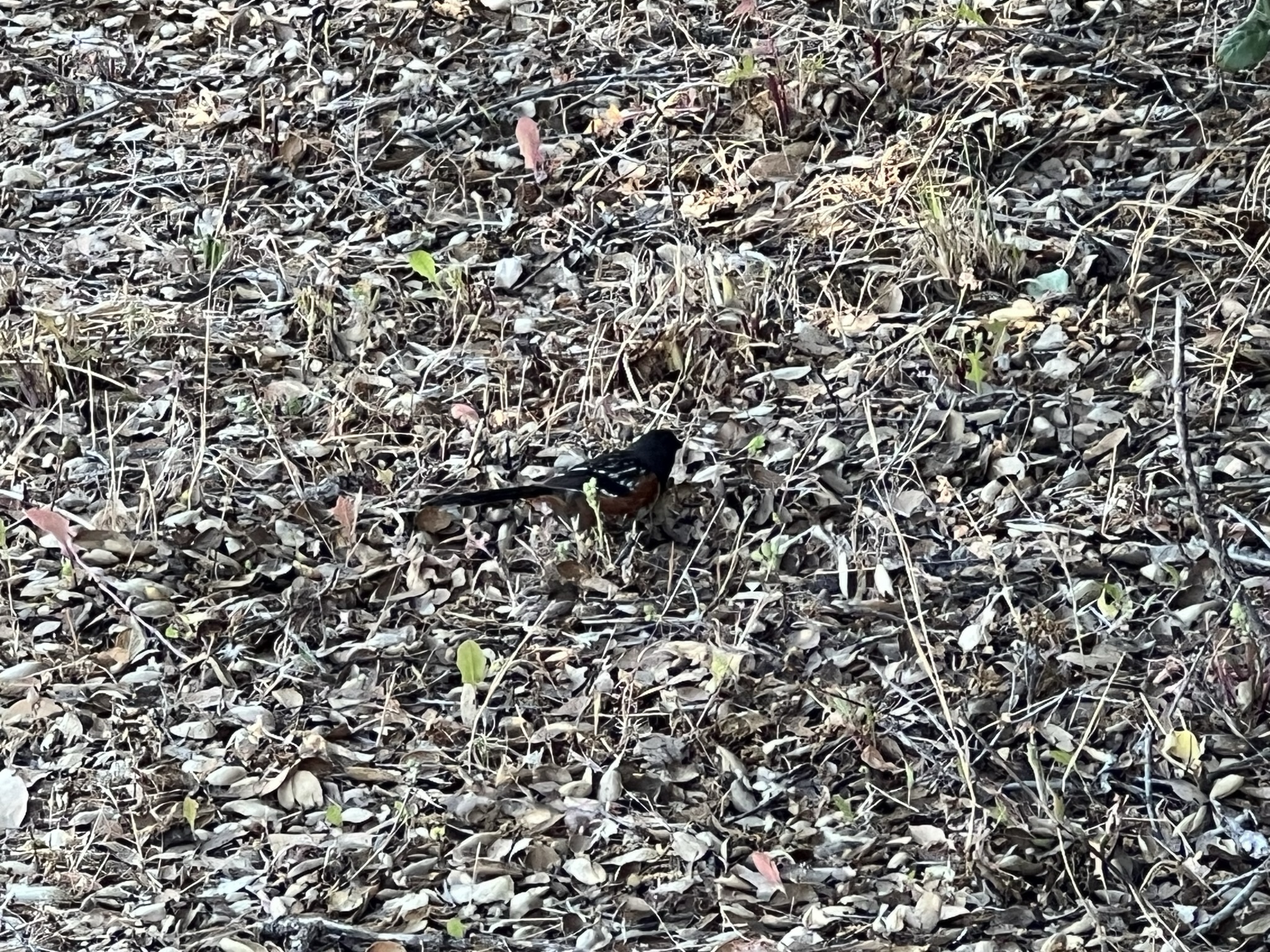 小鸟在土里扒东西吃虫