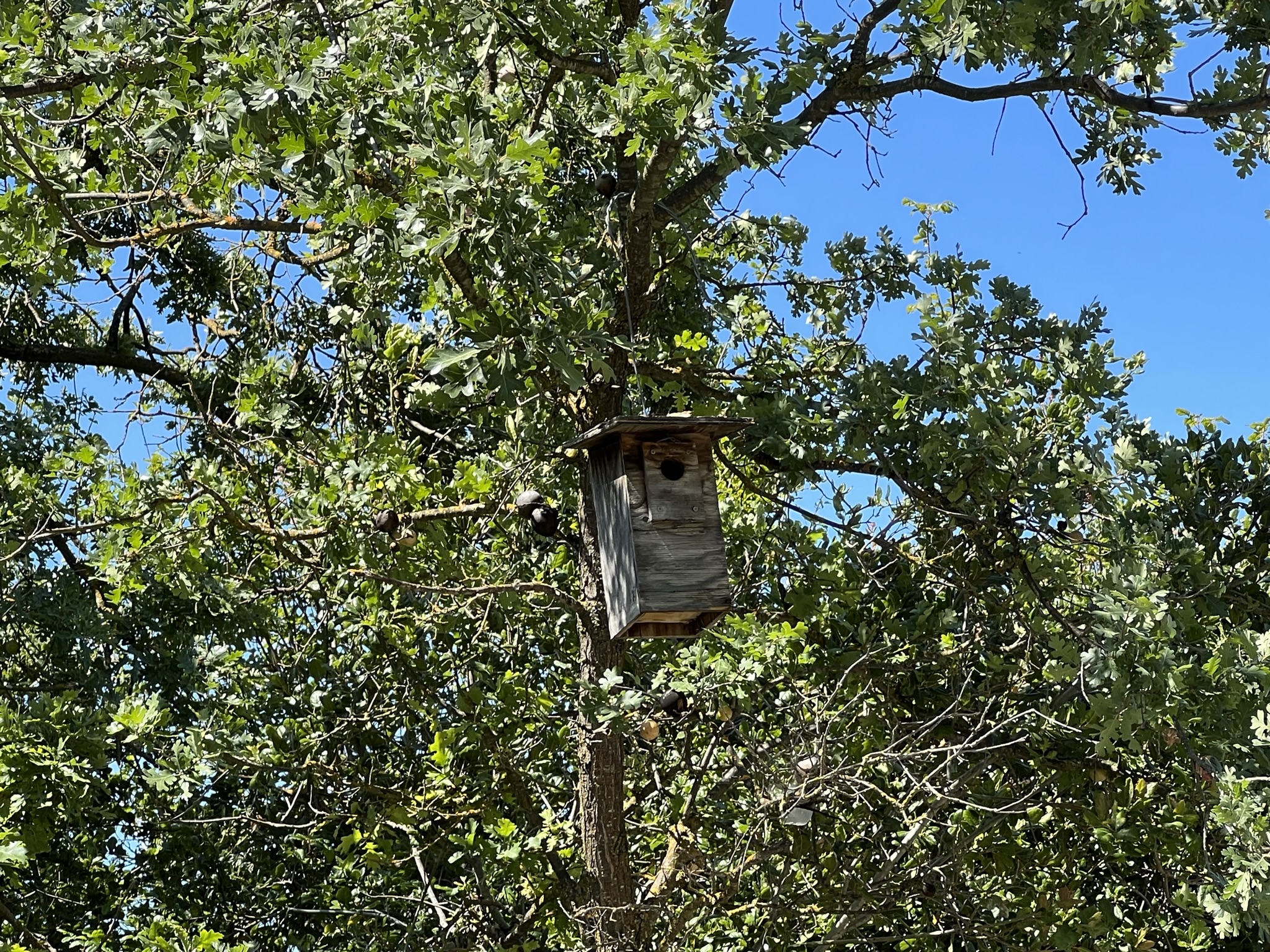 我是亲眼看到有鸟飞进去的