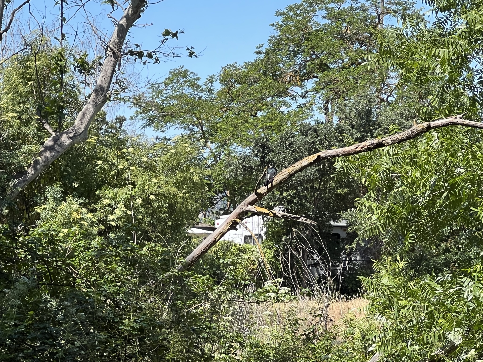普通啄木鸟的身体是黑色的