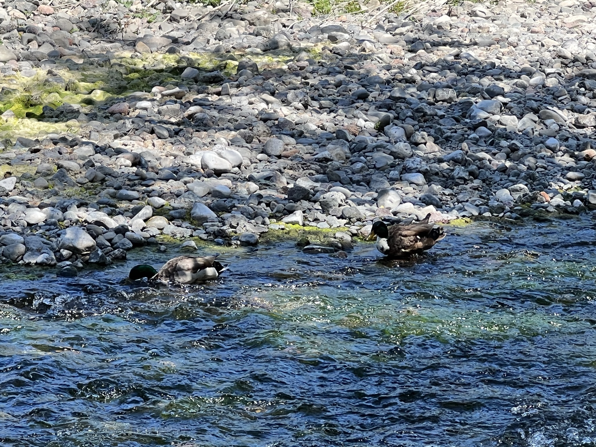 一对同性恋公野鸭