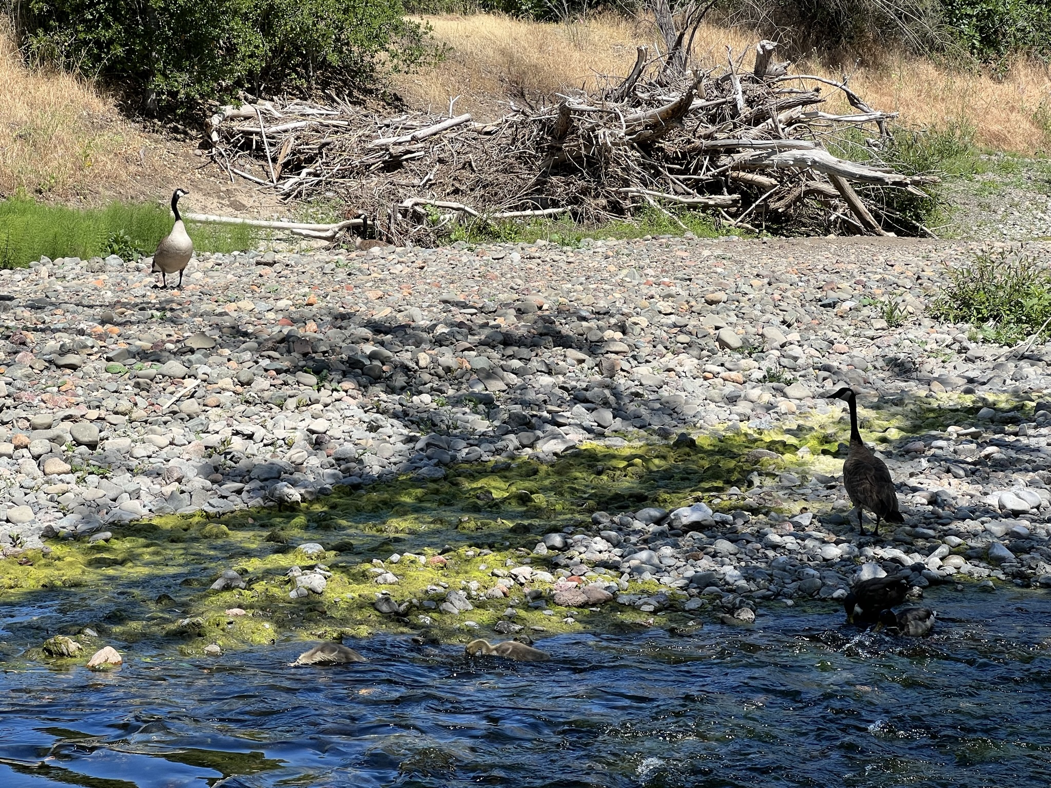 上面原来是有大鹅在放哨的