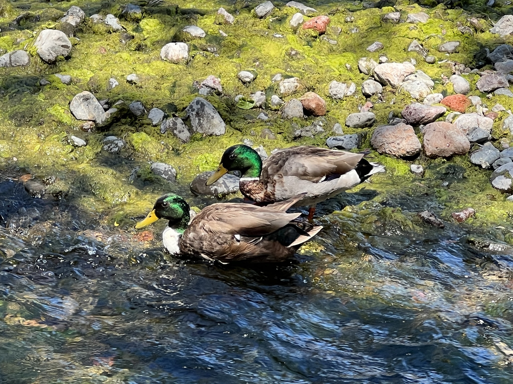 一对同性恋公野鸭