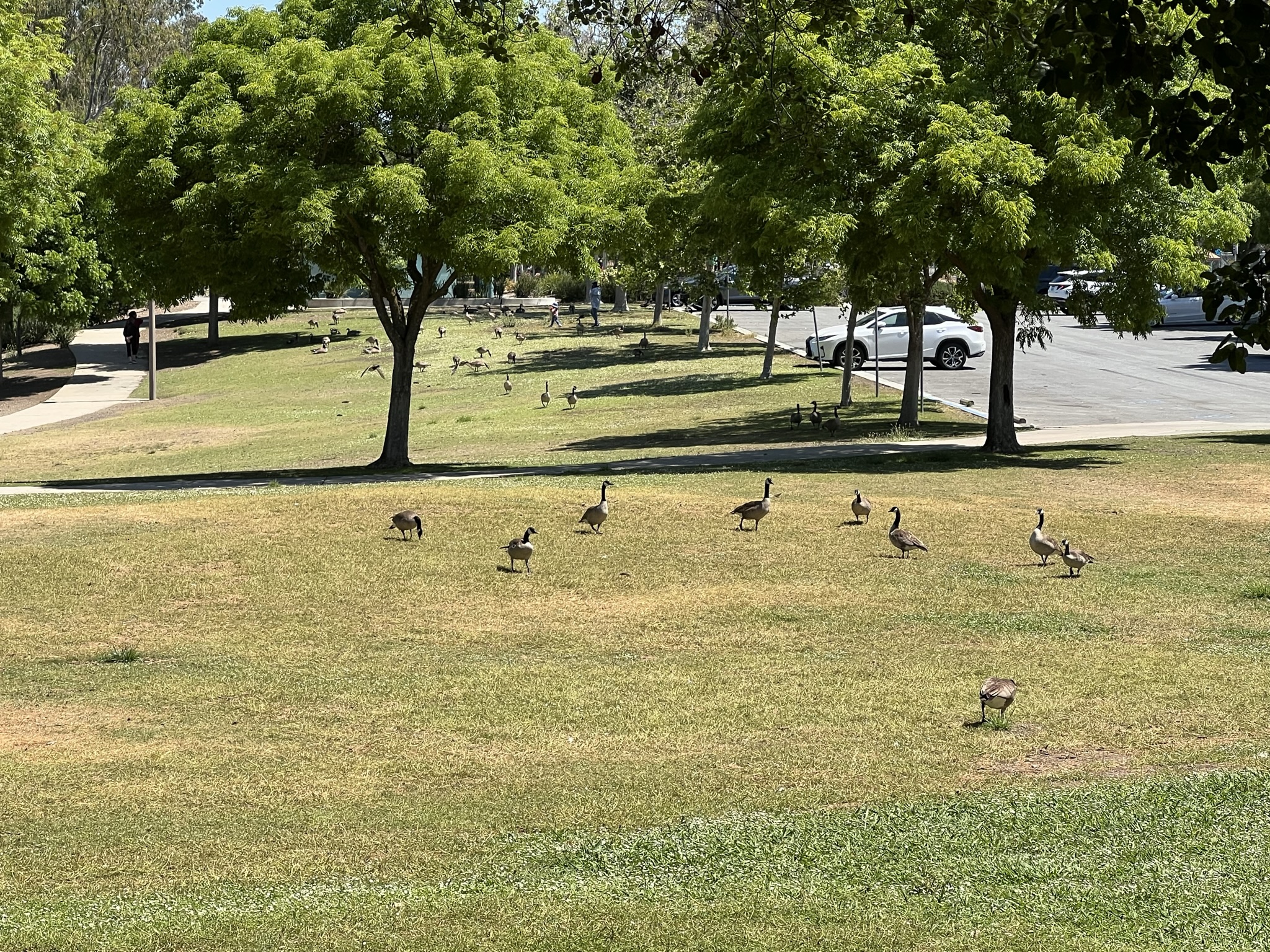 成群的加拿大鹅