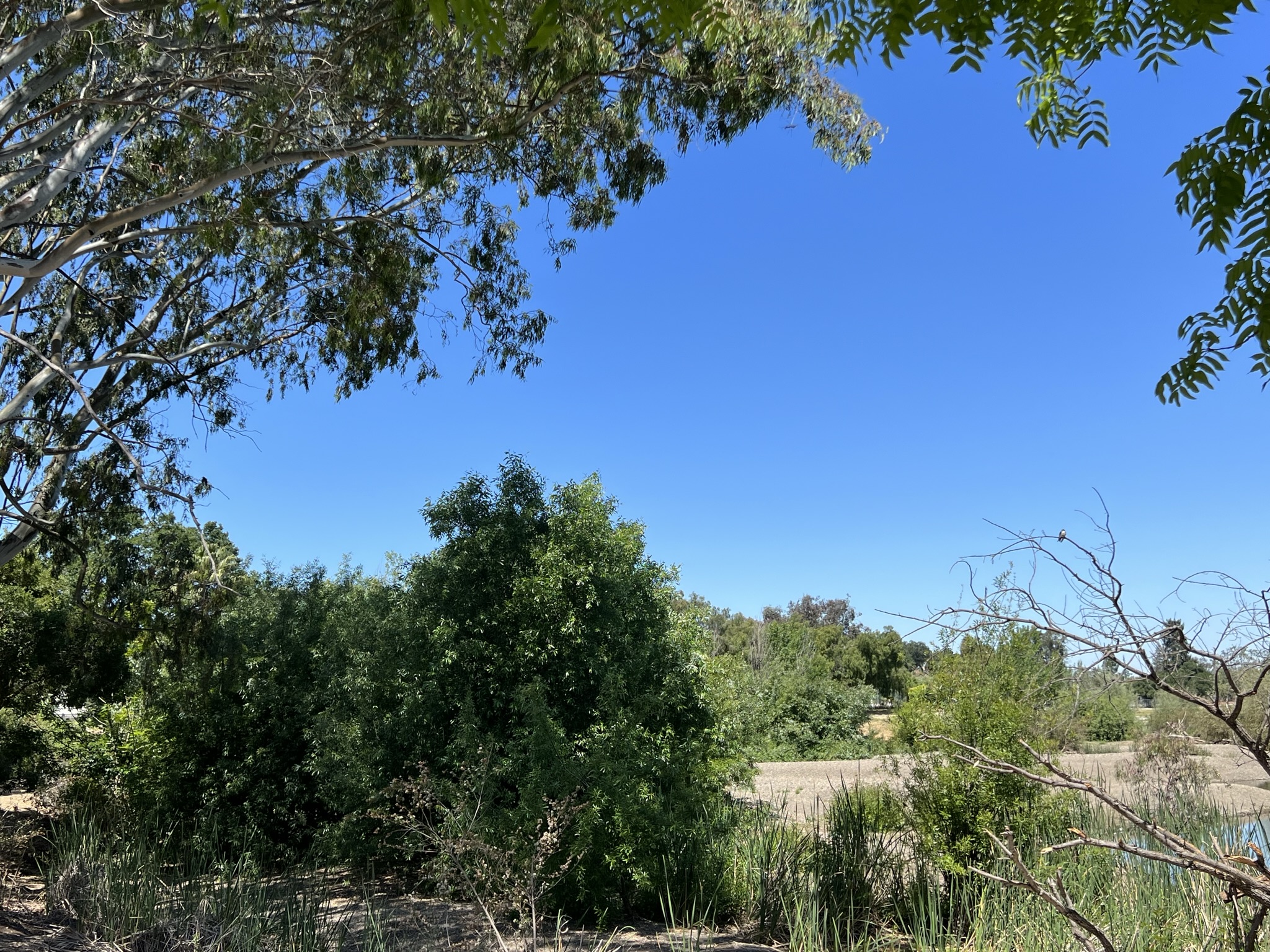 能发现图中的一对鸟吗？