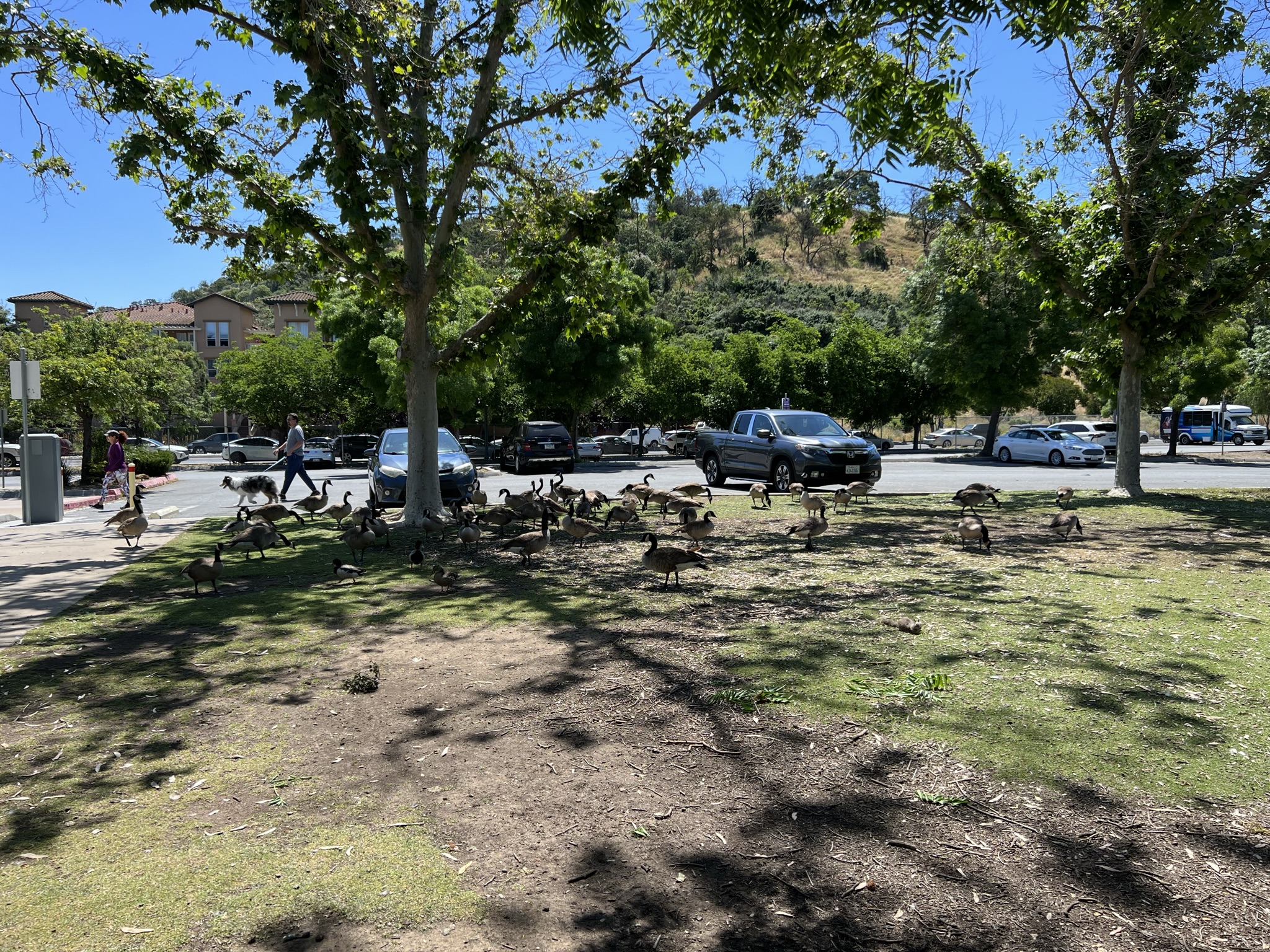 请不要喂养野生动物，很多无知的家长给孩子们进行了错误的引导