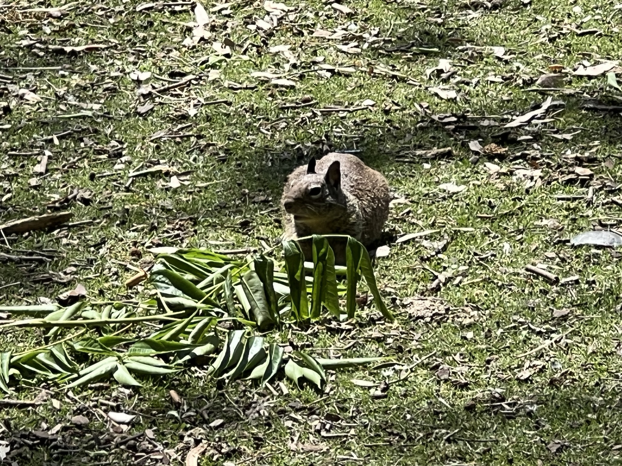 趴着的松鼠吃草