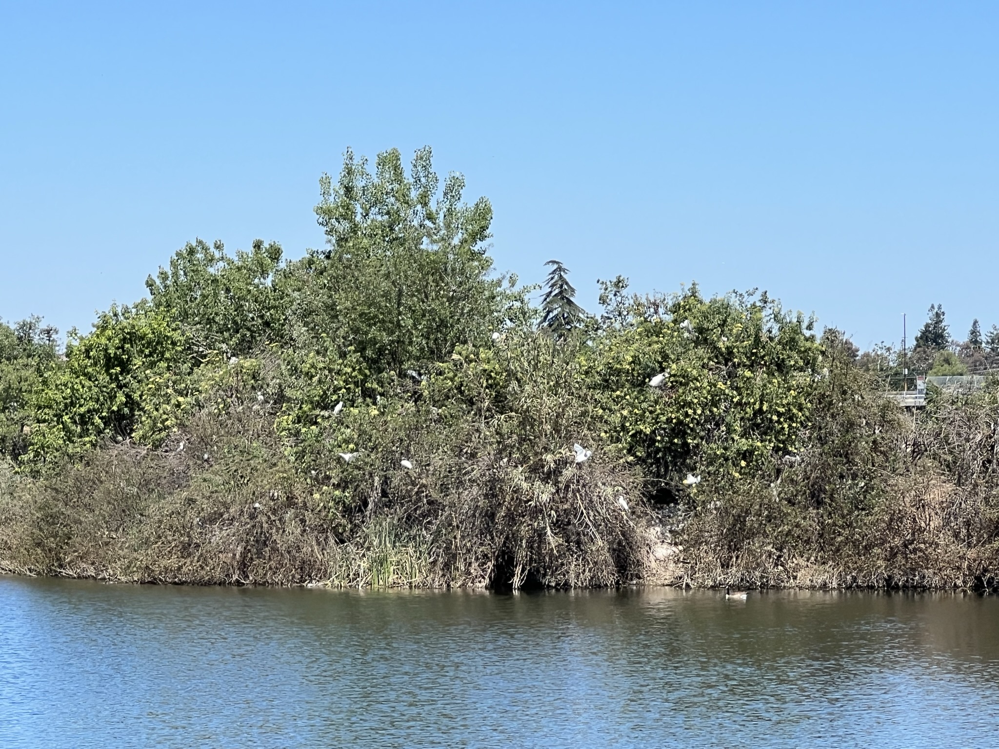 湖中小岛上白色的不是垃圾袋，是白鹭