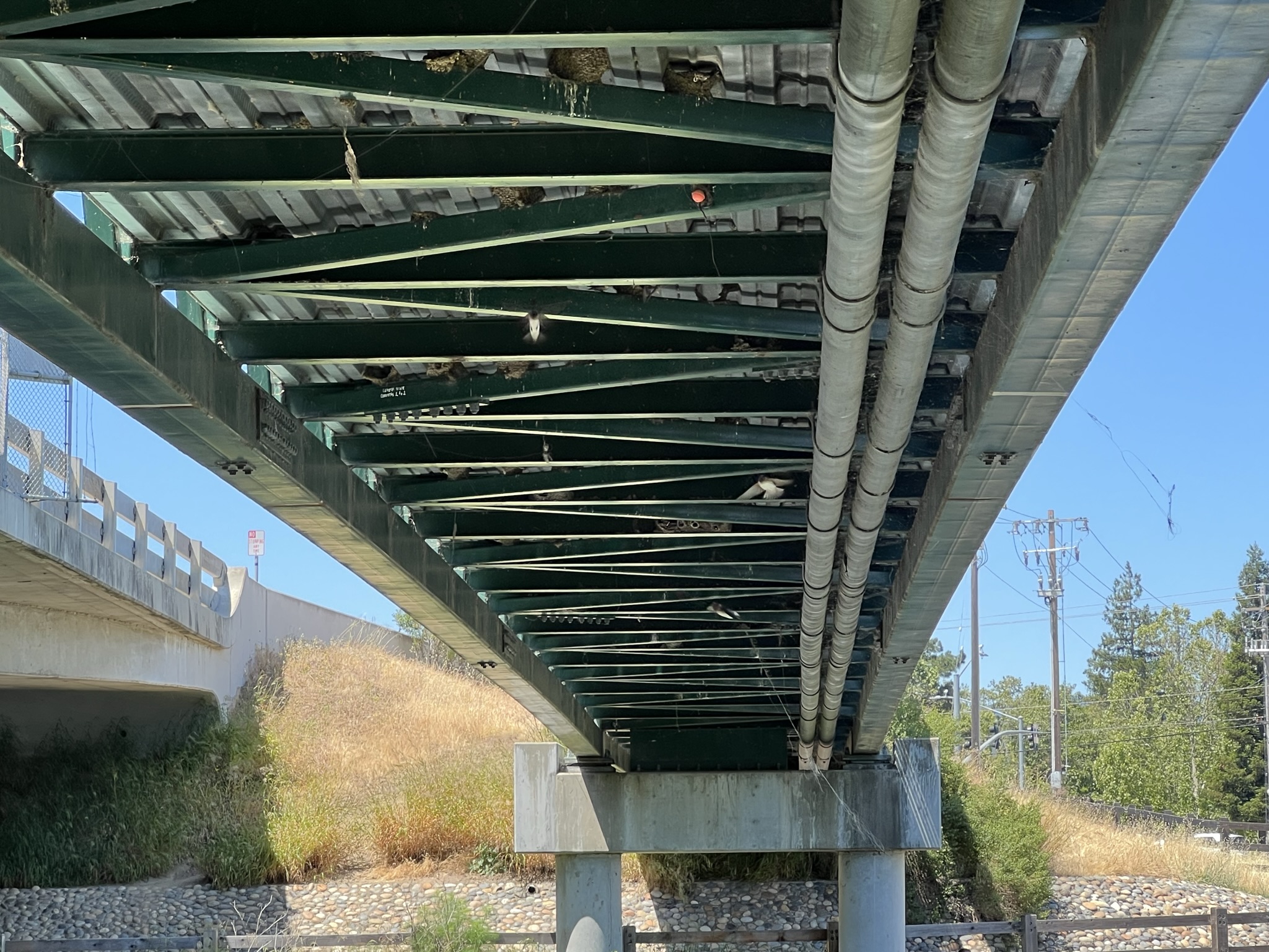 桥下有很多燕子窝