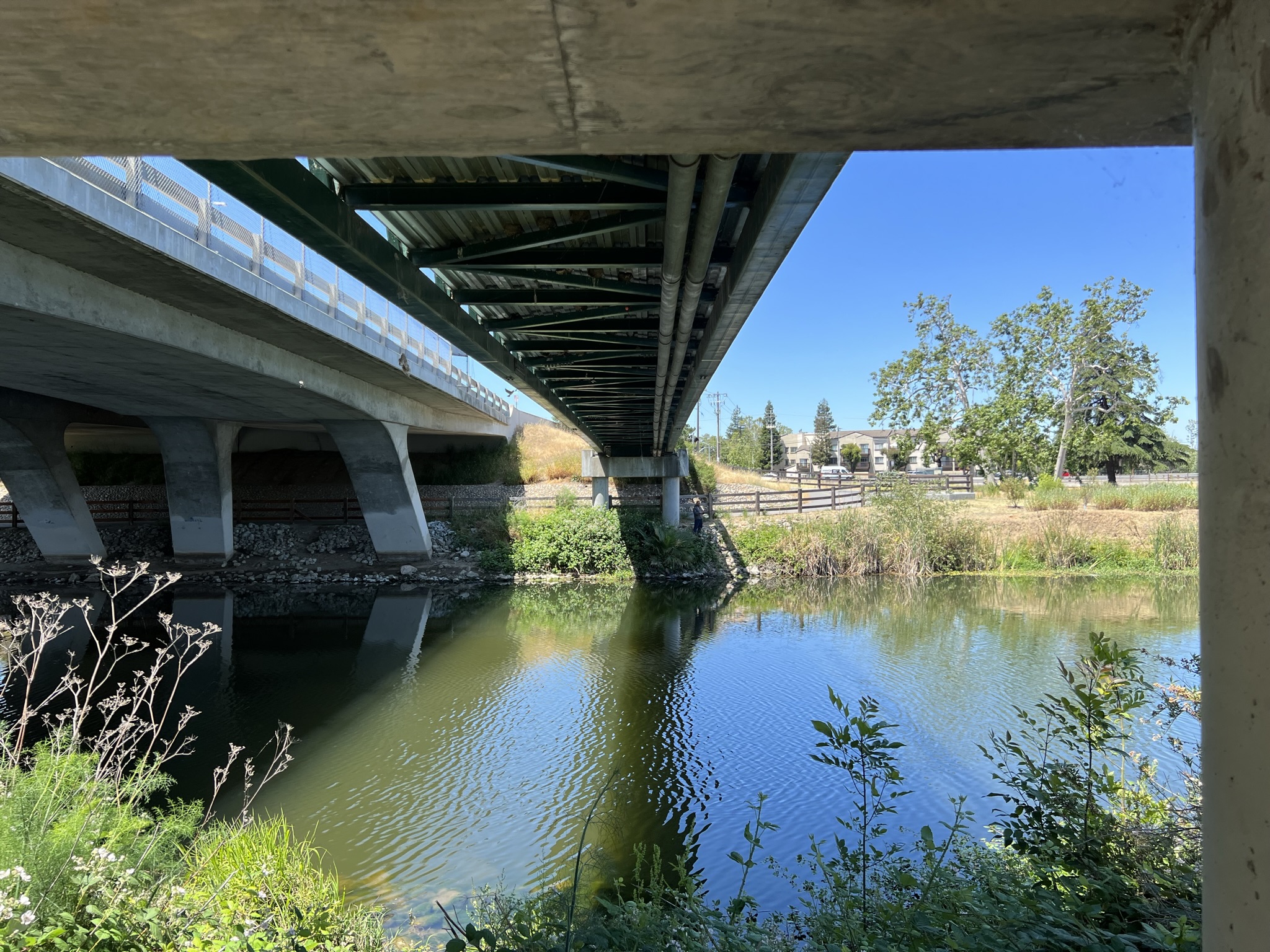 燕子的粪便正好掉到下面的水里给鱼吃